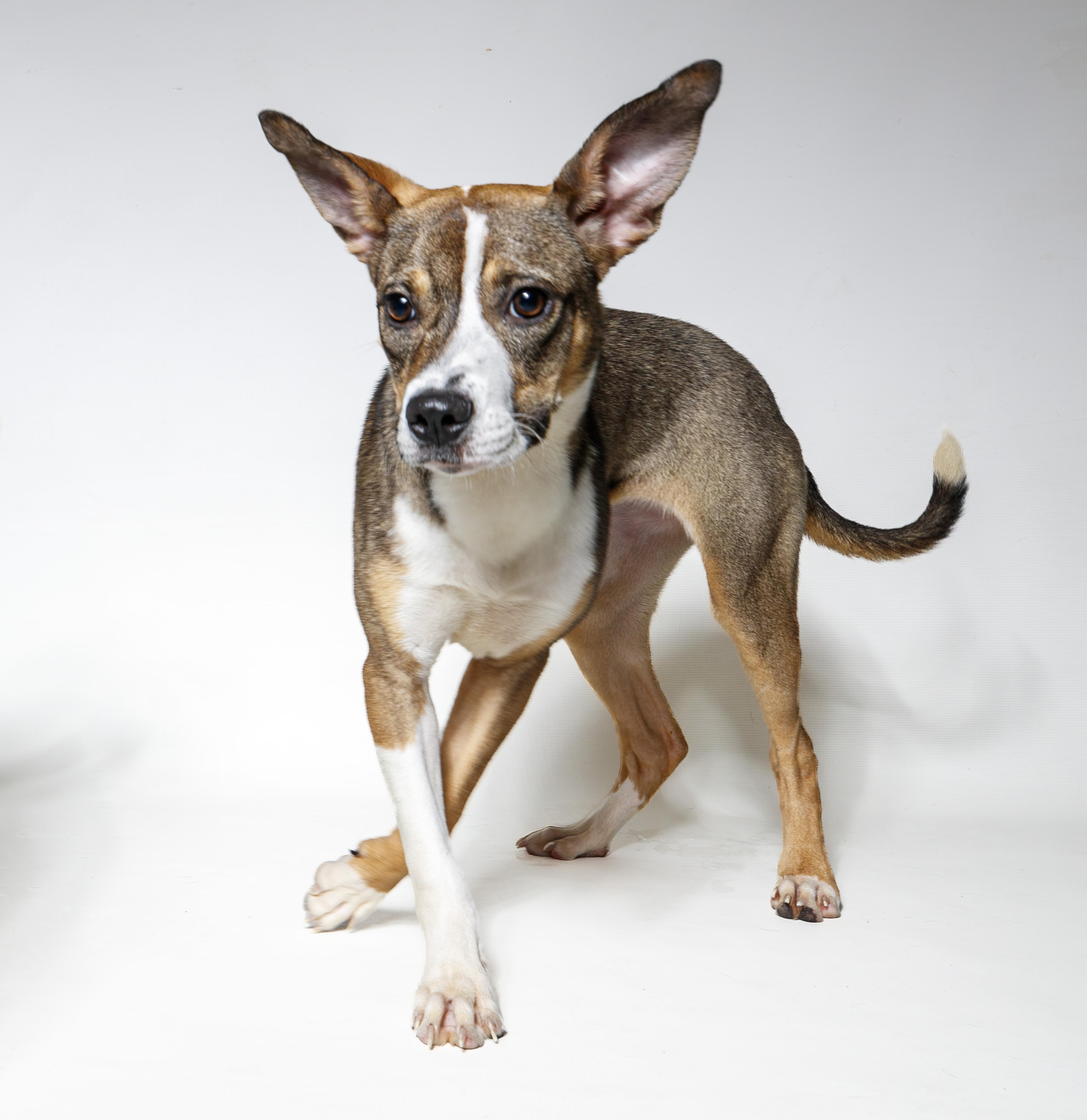 Enlarge Brittany, a ADOPTABLE Mixed Breed in Harvey , LA image 1/4