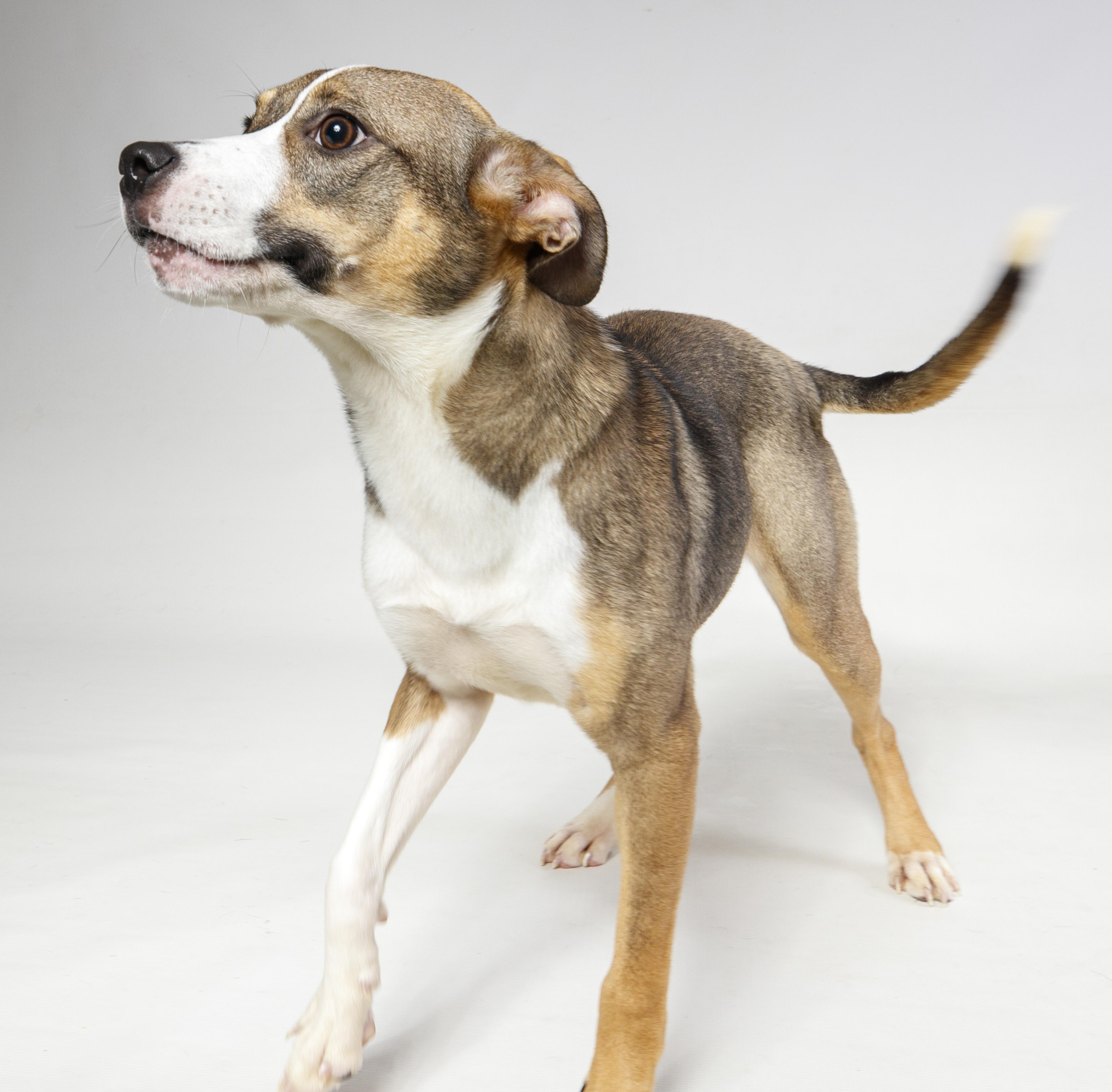 Enlarge Brittany, a ADOPTABLE Mixed Breed in Harvey , LA image 3/4