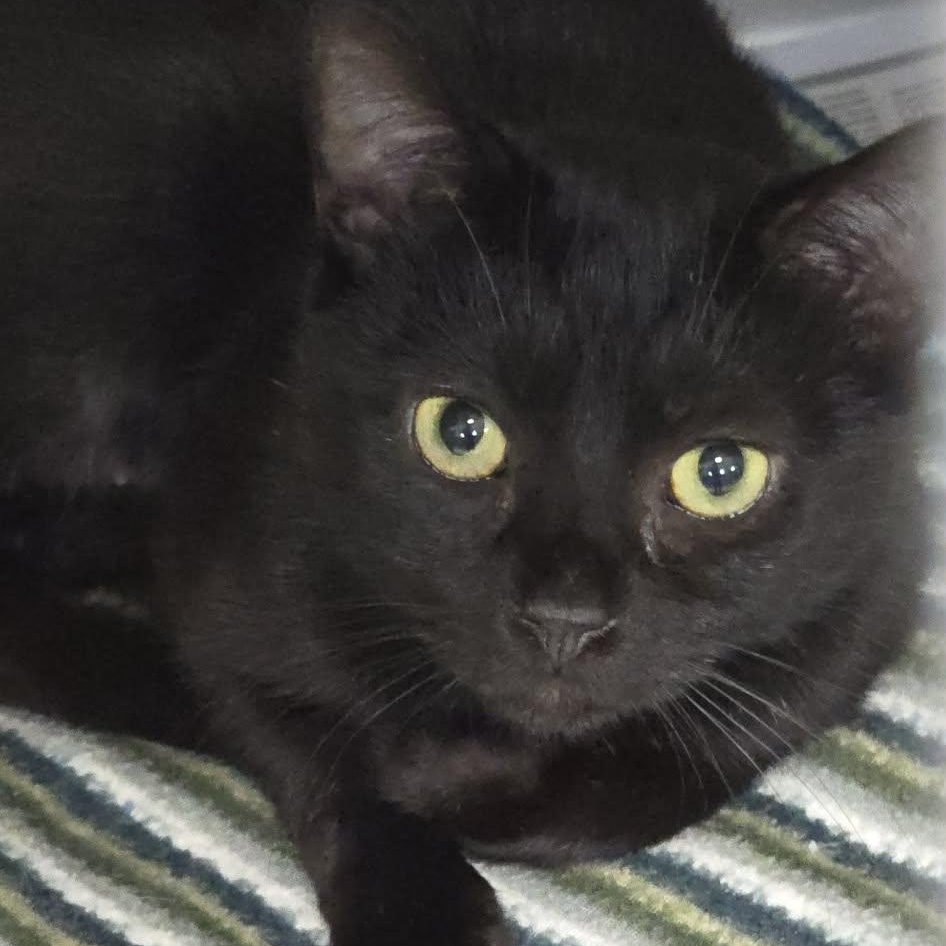 Todd, adoptable, Adult Male Domestic Short Hair.