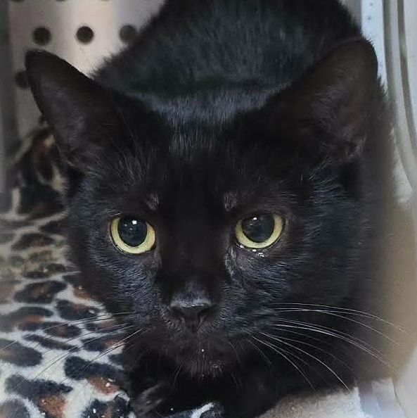Todd, an adoptable Domestic Short Hair in Orange, VA image 2/2