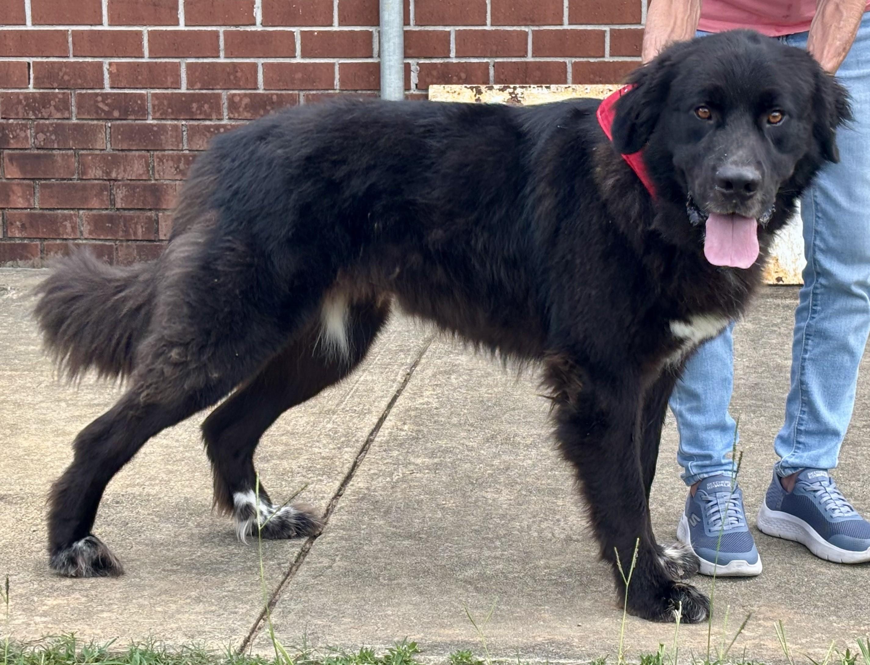 Apollo, a Adoptable mixed breed in Point Clear, AL image 2/5