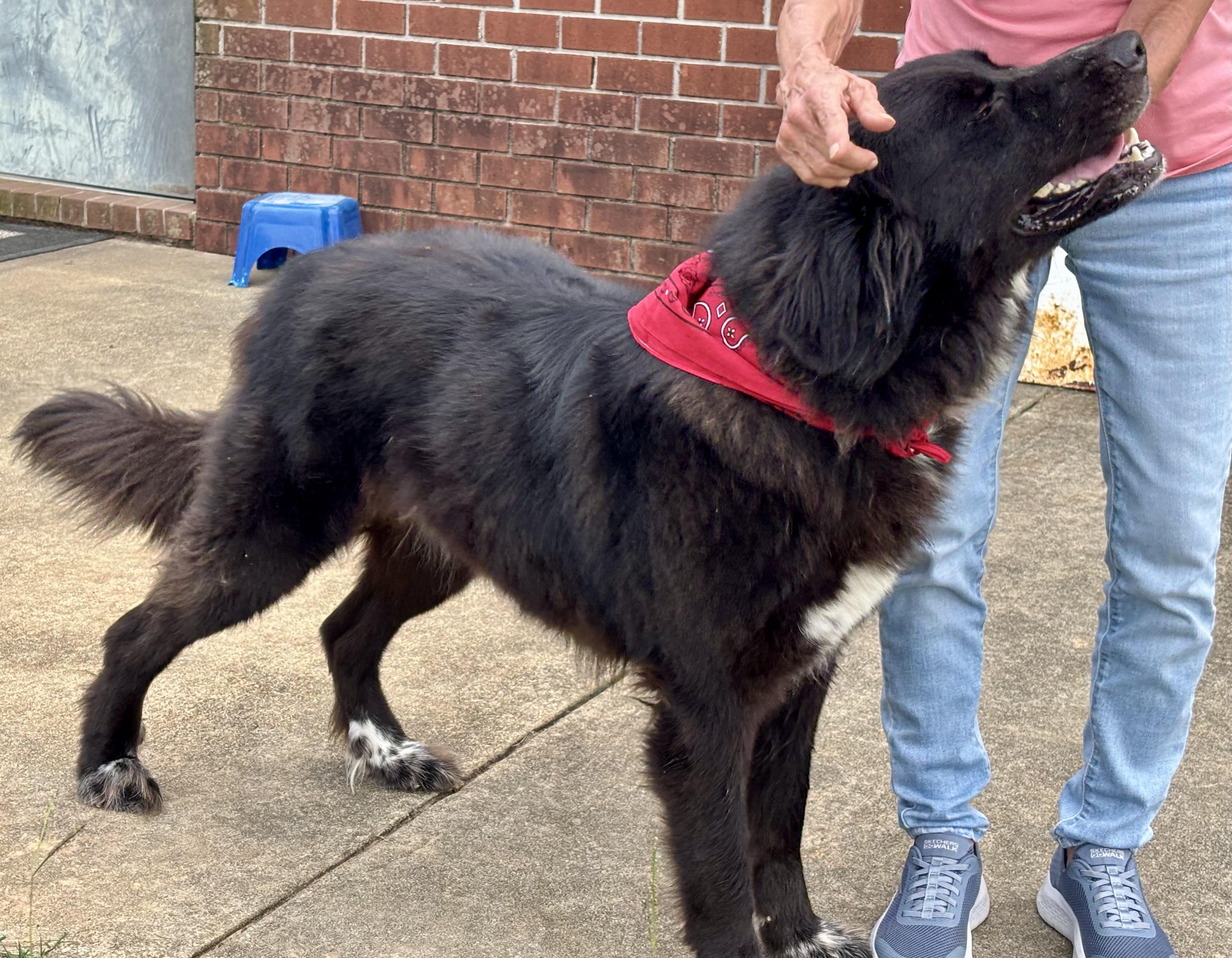 Apollo, a Adoptable mixed breed in Point Clear, AL image 4/5