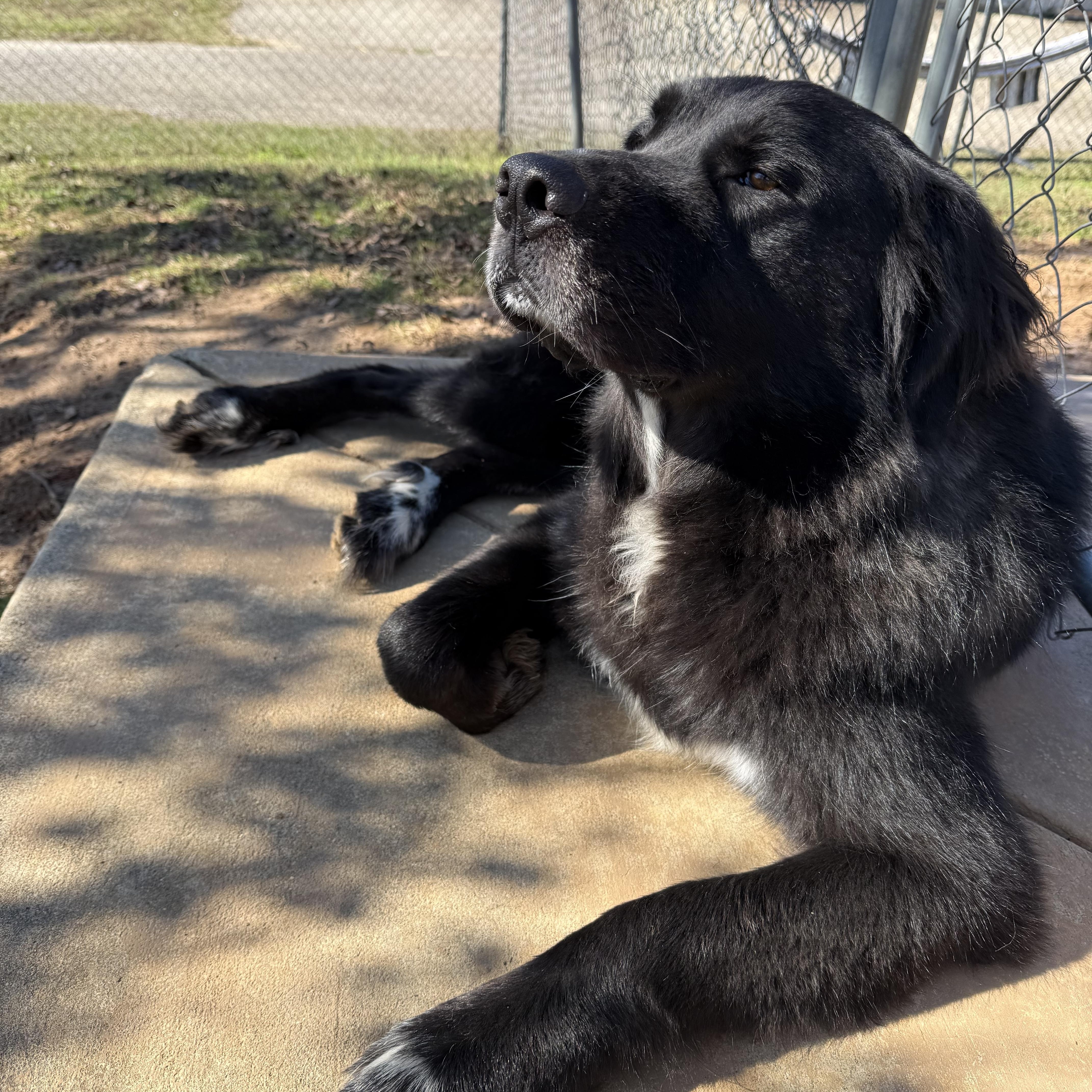 Apollo, Adoptable, Young Male Bernese Mountain Dog & Newfoundland Dog.