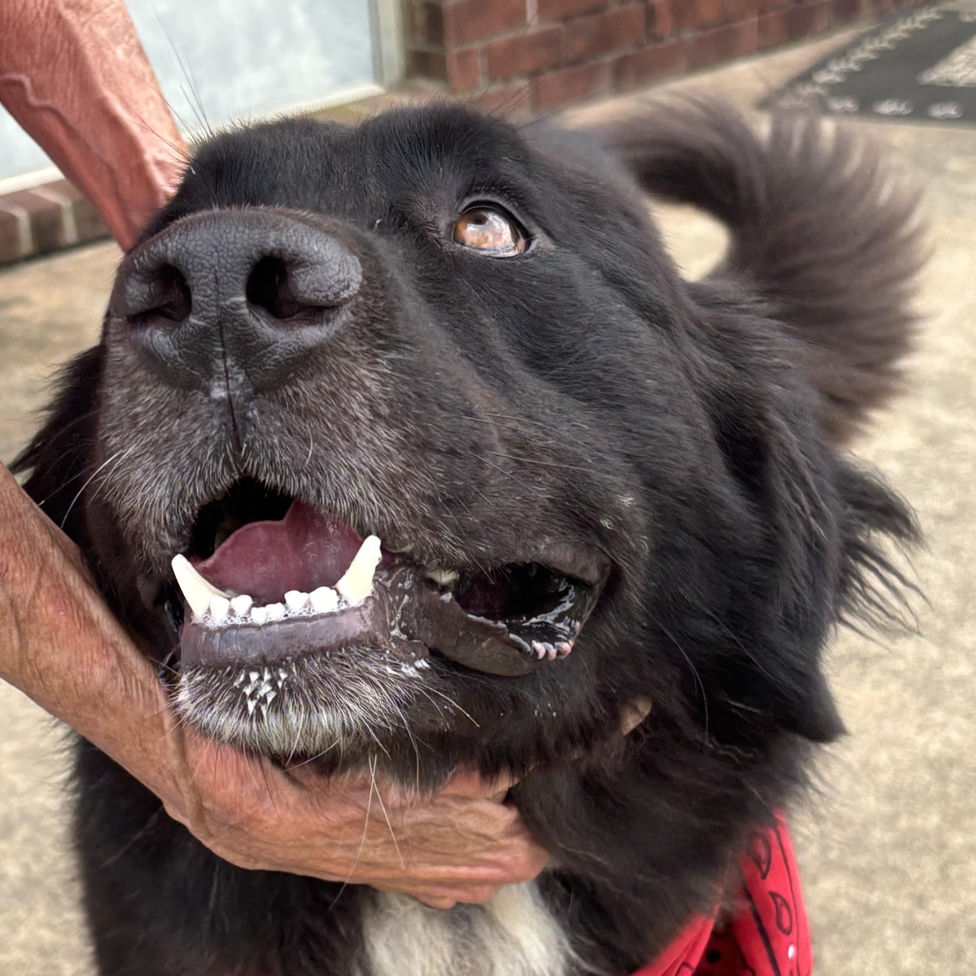 Apollo, a Adoptable mixed breed in Point Clear, AL image 5/5