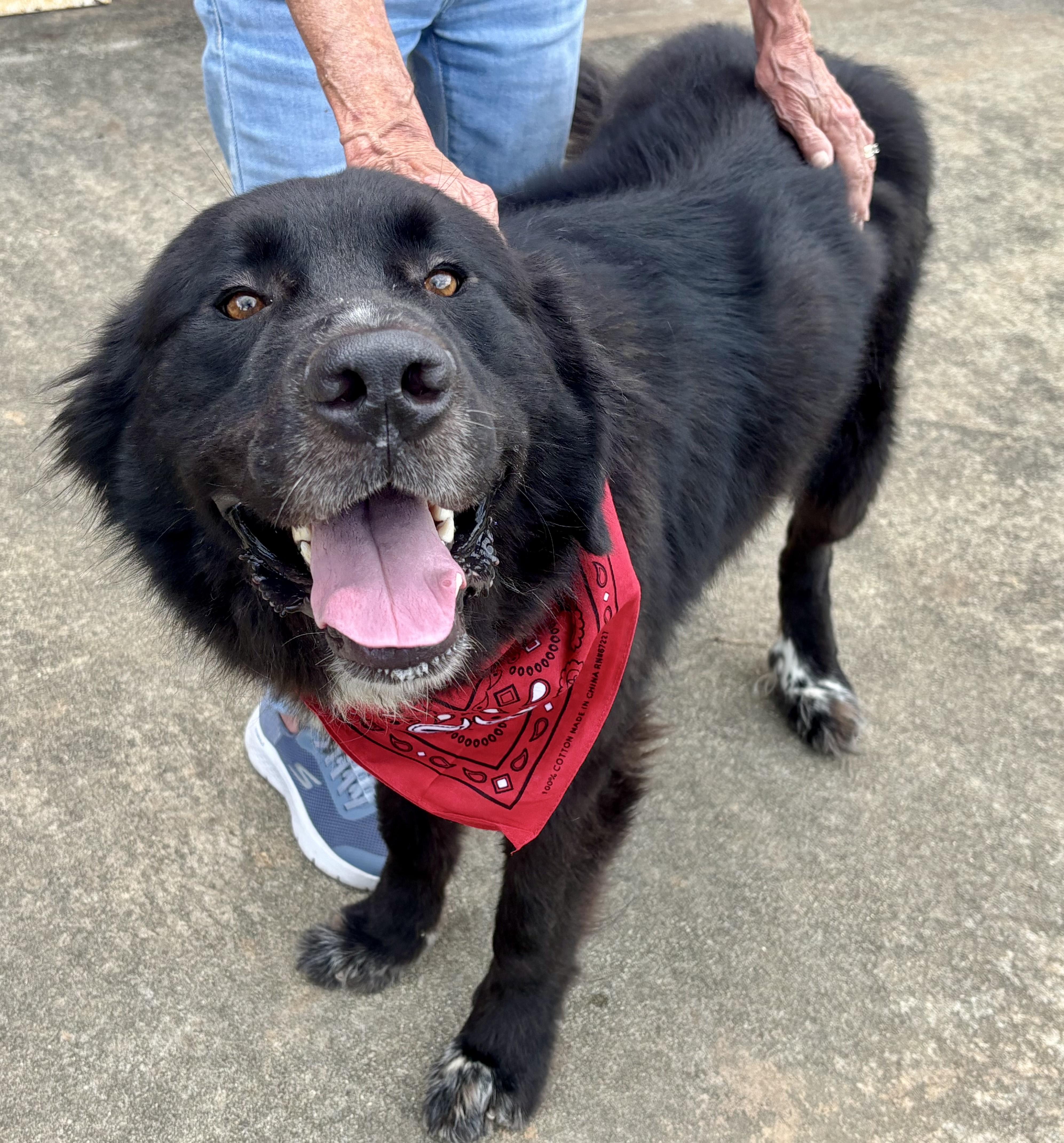 Apollo, Adoptable, Young Male Bernese Mountain Dog & Newfoundland Dog.
