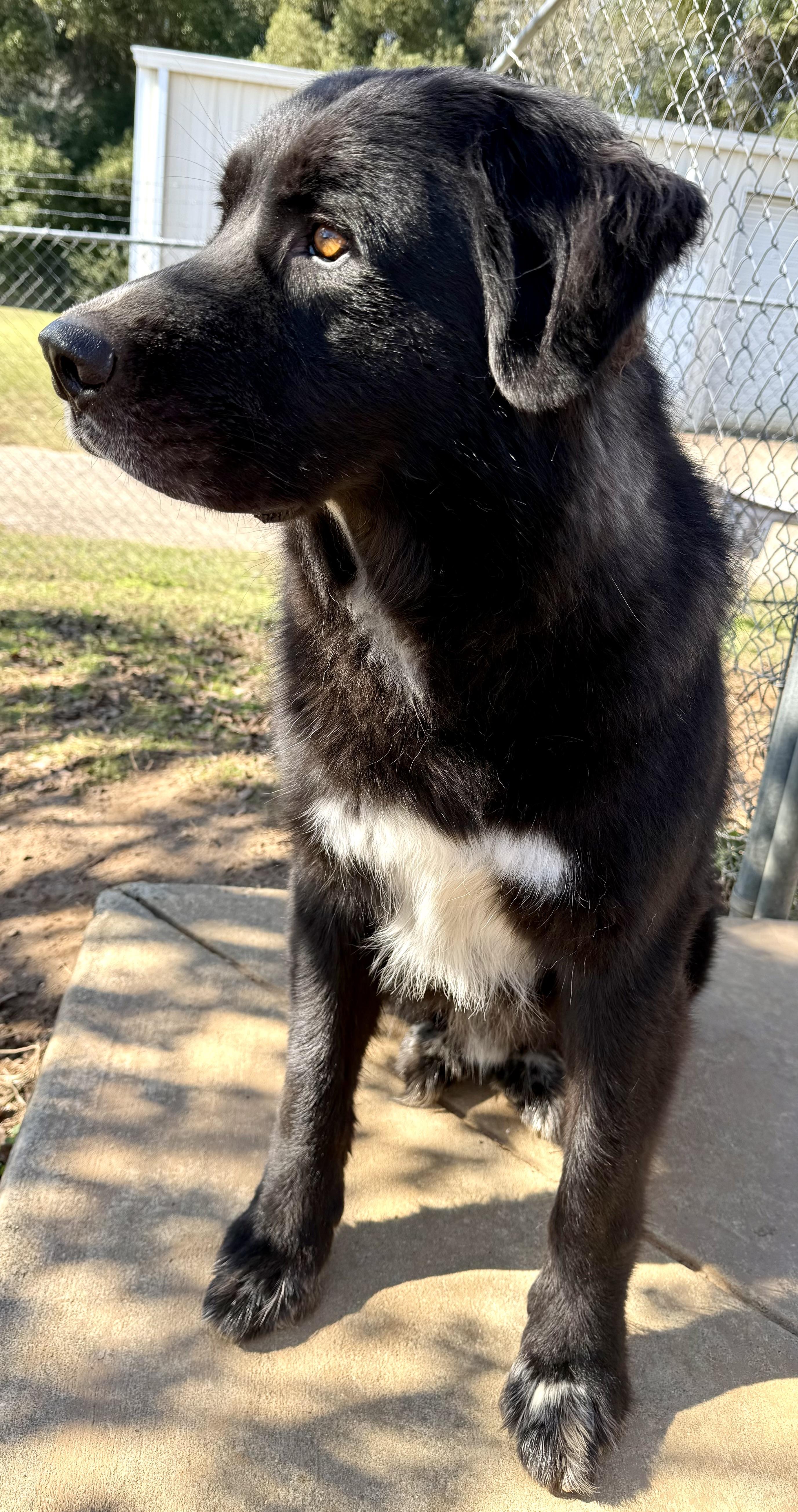 Enlarge Apollo, a Adoptable mixed breed in Point Clear, AL image 4/6
