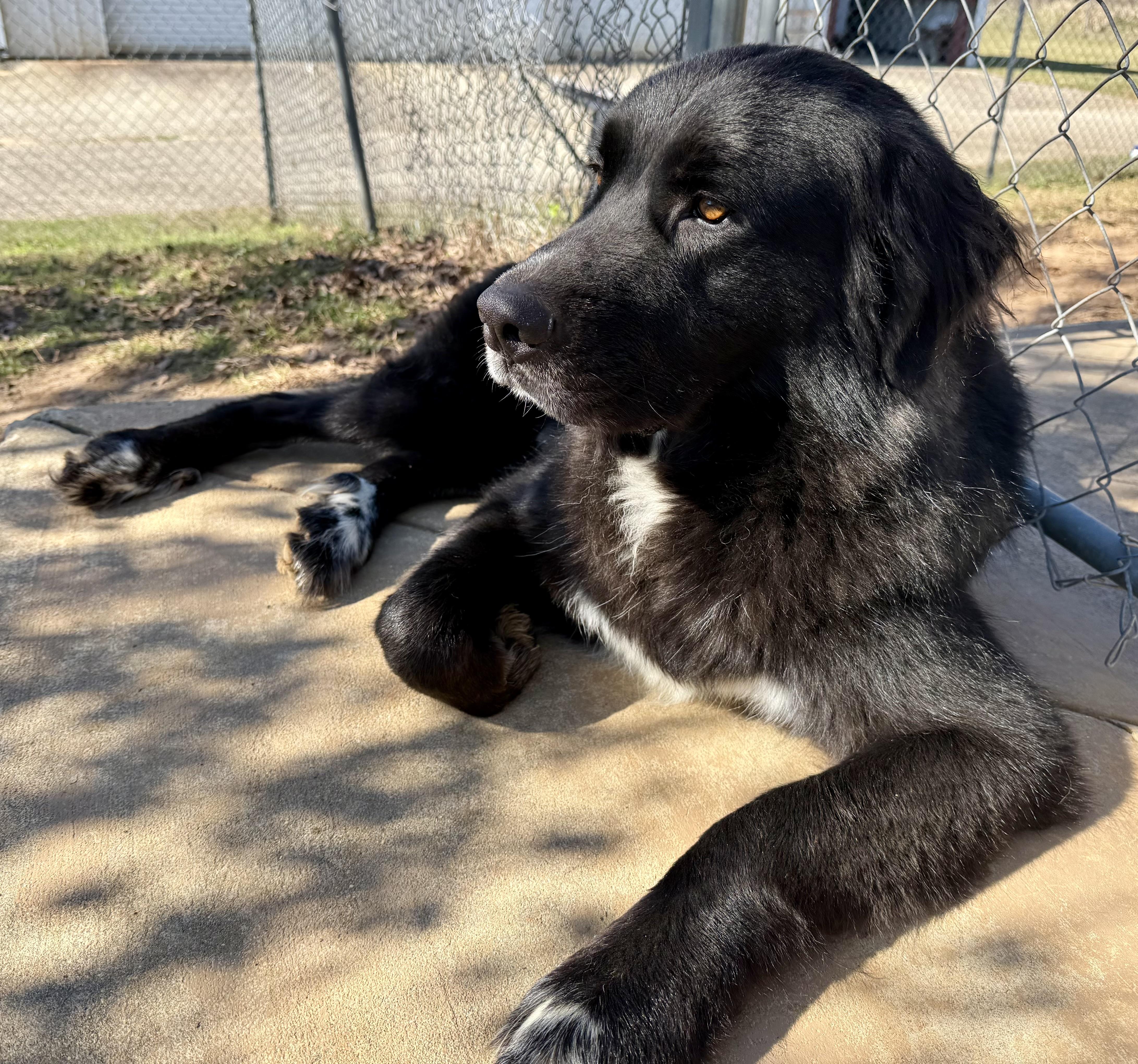 Enlarge Apollo, a Adoptable mixed breed in Point Clear, AL image 5/6