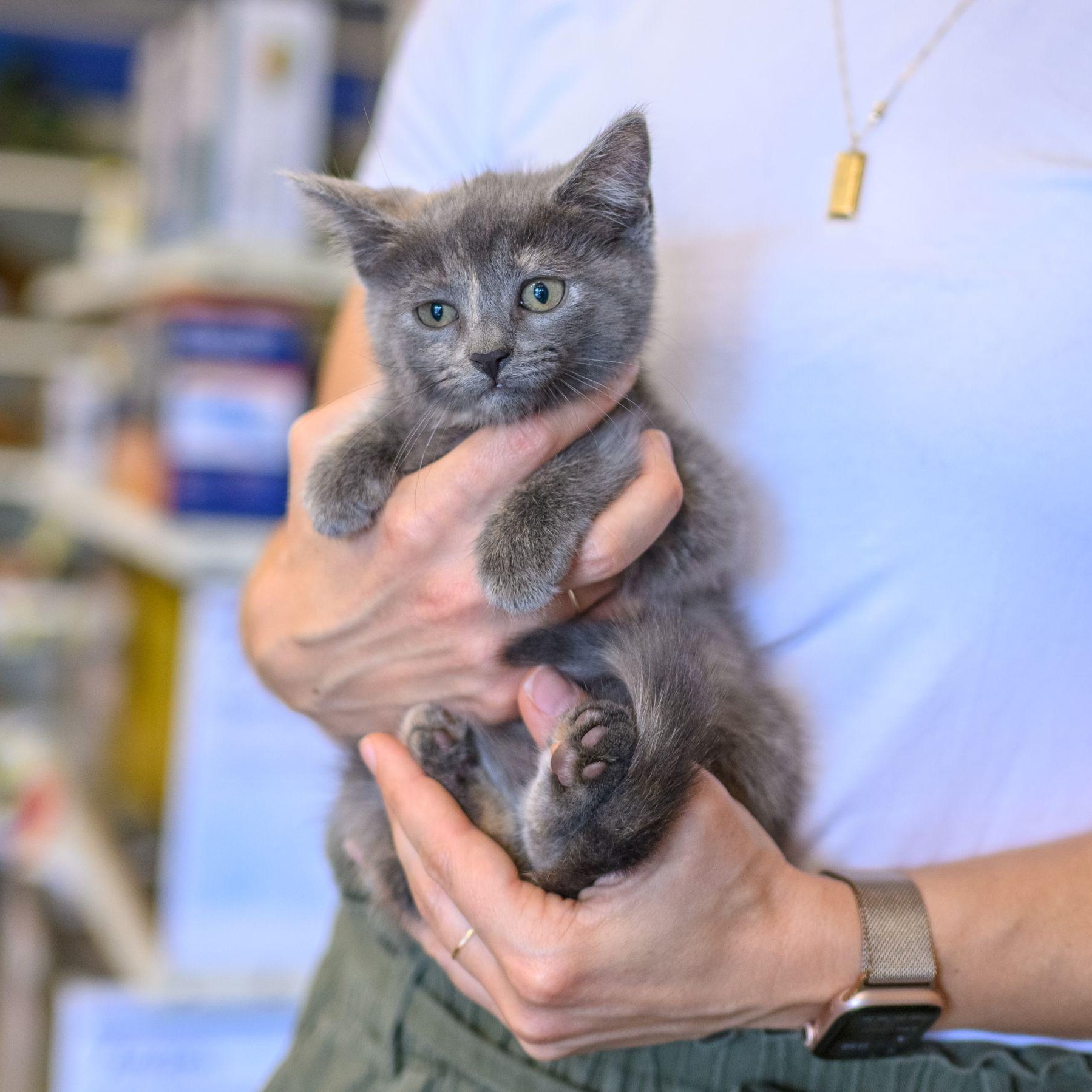 Enlarge LISA & PAMELA, a ADOPTABLE mixed breed in Hamilton, NJ image 3/4