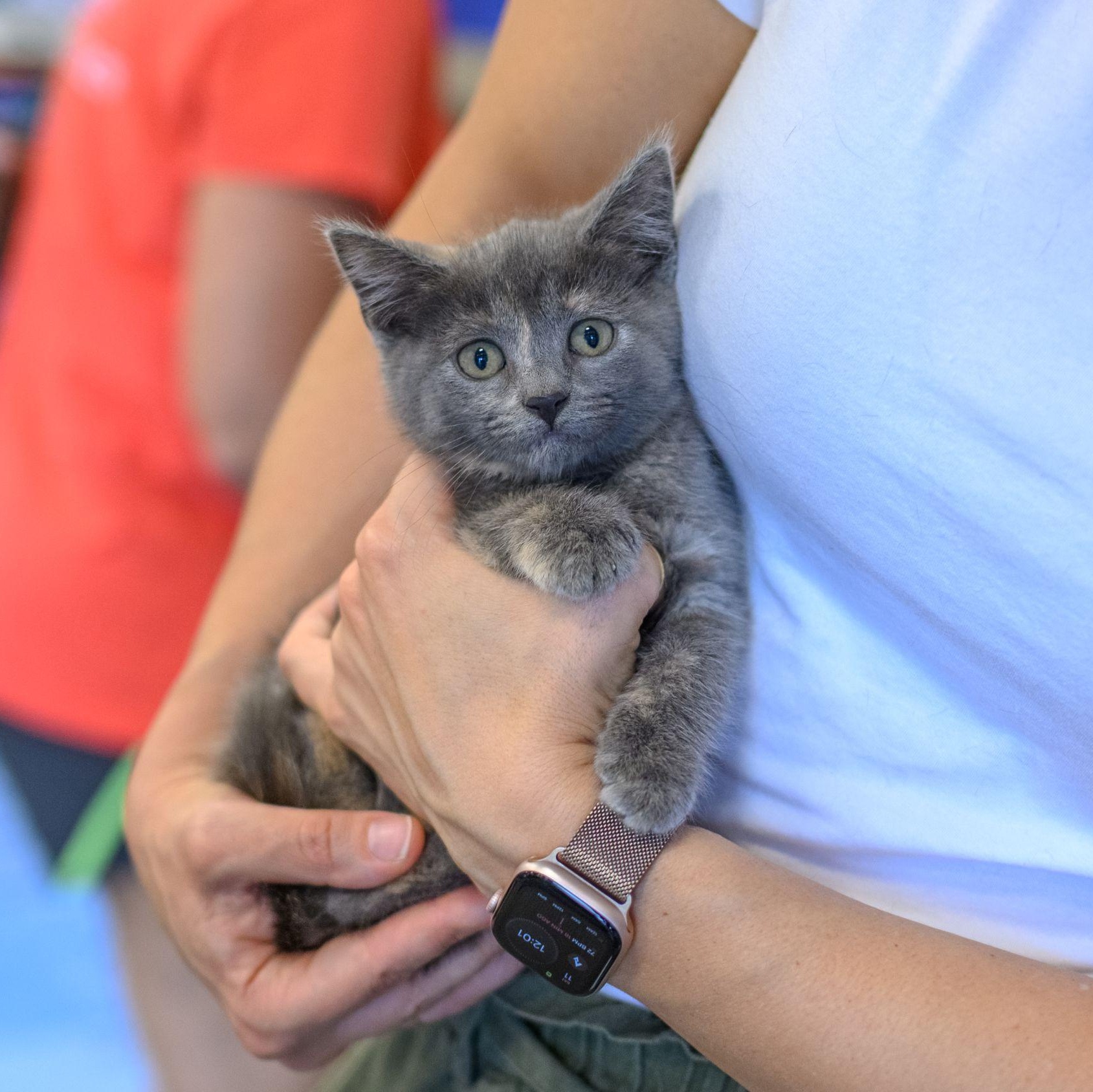LISA & PAMELA, ADOPTABLE, Kitten Female Dilute Calico & Tortoiseshell.