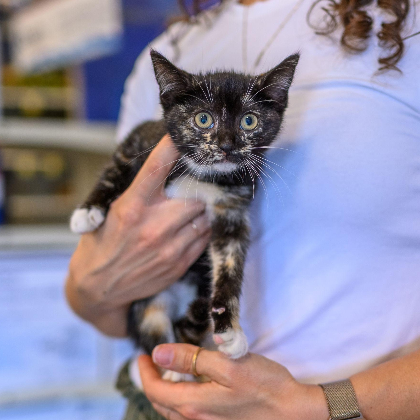 Enlarge LISA & PAMELA, a ADOPTABLE mixed breed in Hamilton, NJ image 2/4