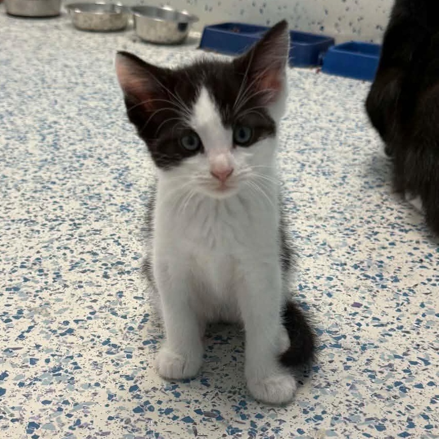 Fanta, an adopted Domestic Short Hair in Richboro, PA image 2/4