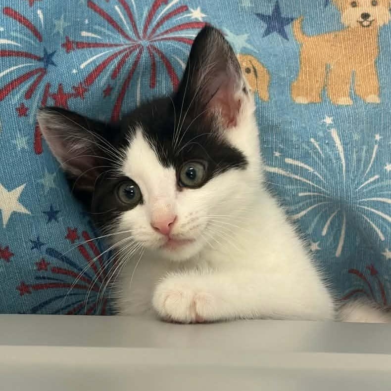 Fanta, adopted, Kitten Female Domestic Short Hair.