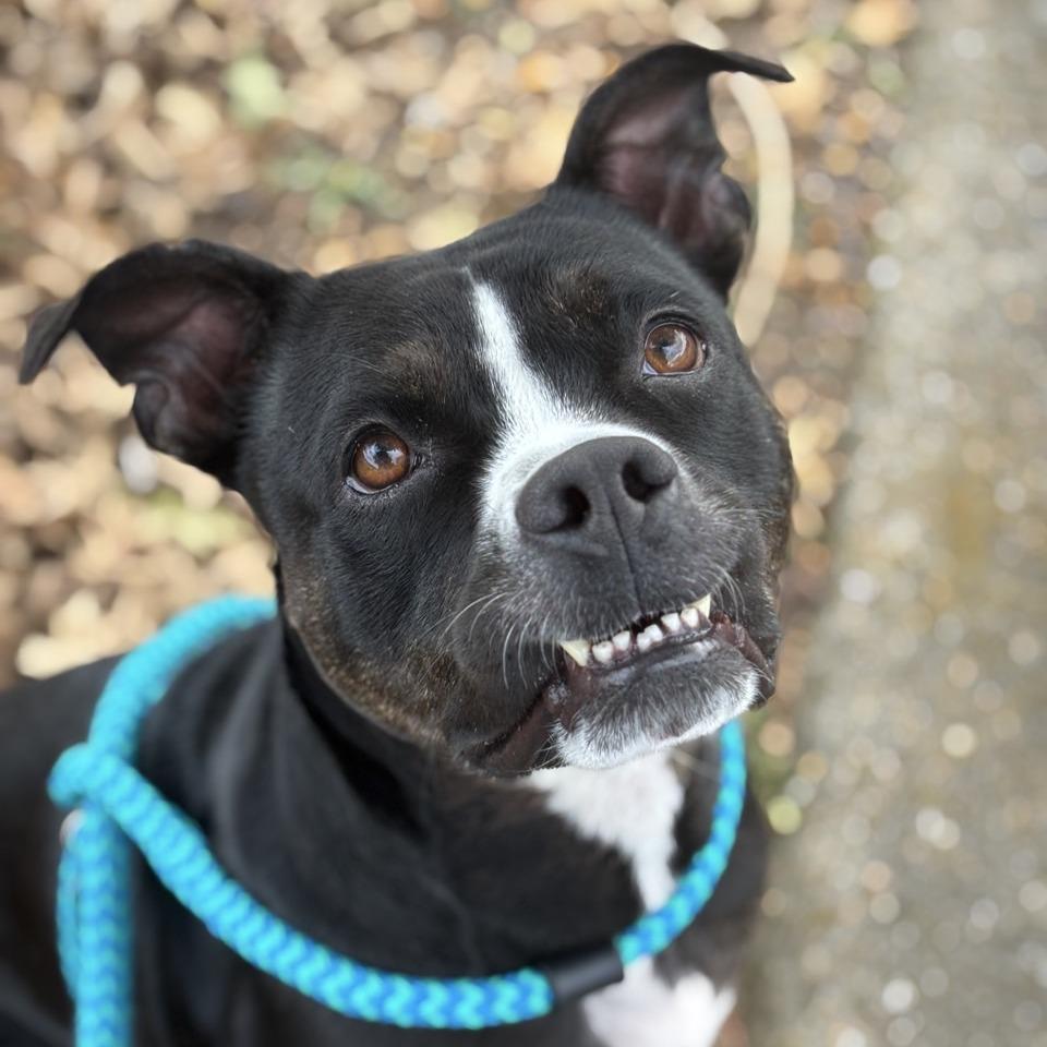 Detective MooMoo, Adoptable, Adult Female Terrier & Boxer.