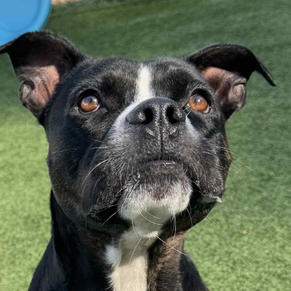 Detective MooMoo, a Adoptable mixed breed in Chattanooga, TN image 3/6