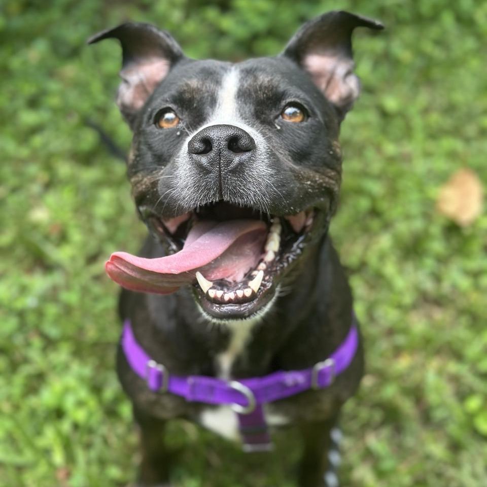 Detective MooMoo, a Adoptable mixed breed in Chattanooga, TN image 4/6