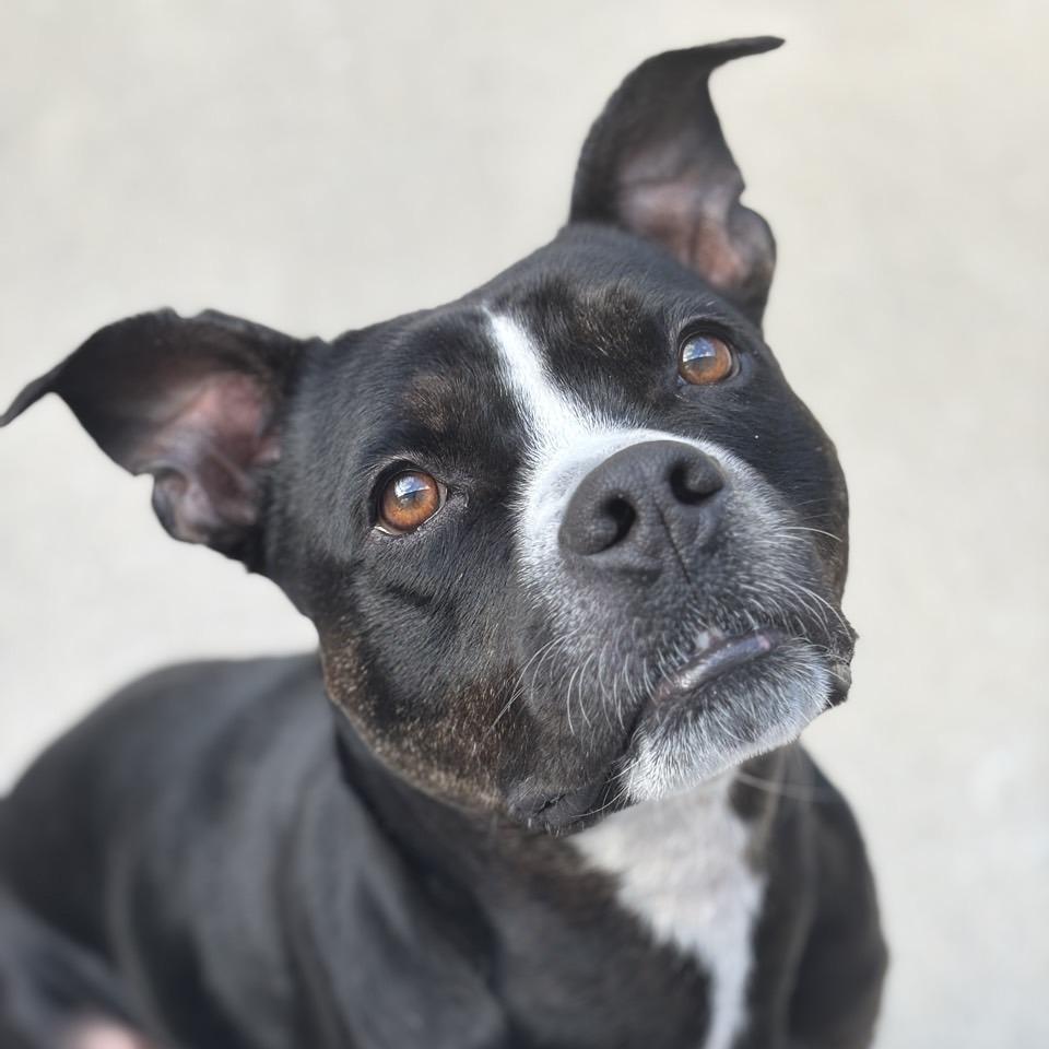 Detective MooMoo, a Adoptable mixed breed in Chattanooga, TN image 6/6