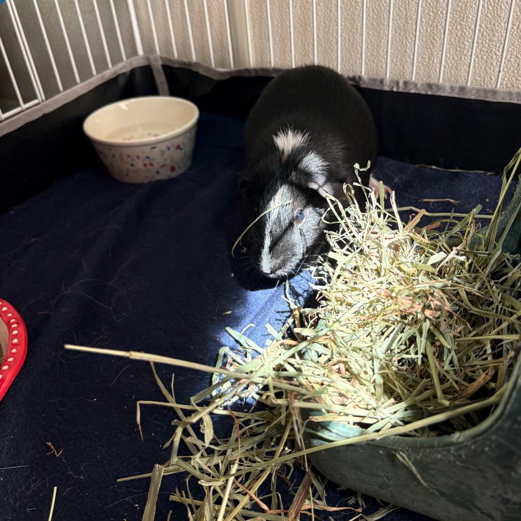 Tick, a Adoptable Guinea Pig in Saugerties, NY image 1/3