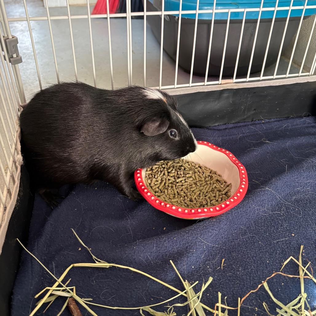 Tick, a Adoptable Guinea Pig in Saugerties, NY image 2/3