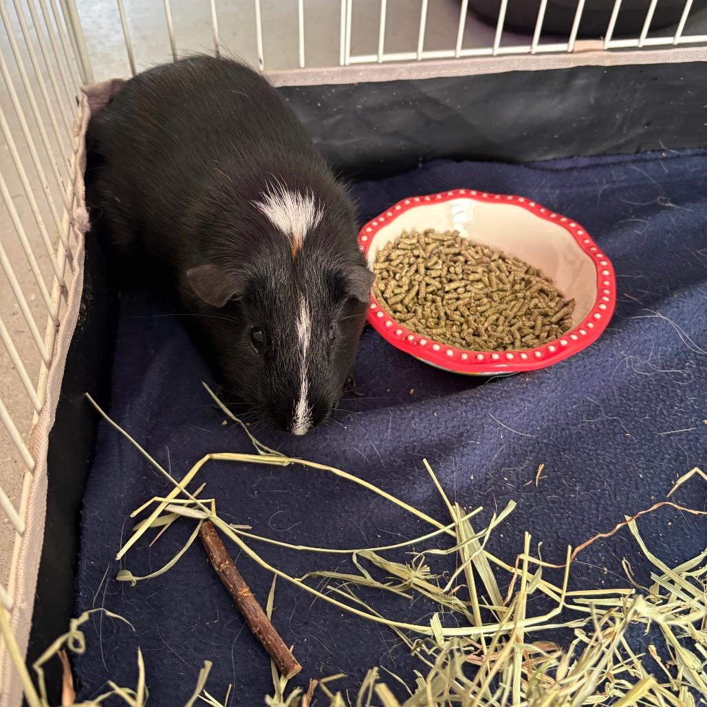 Tick, a Adoptable Guinea Pig in Saugerties, NY image 3/3