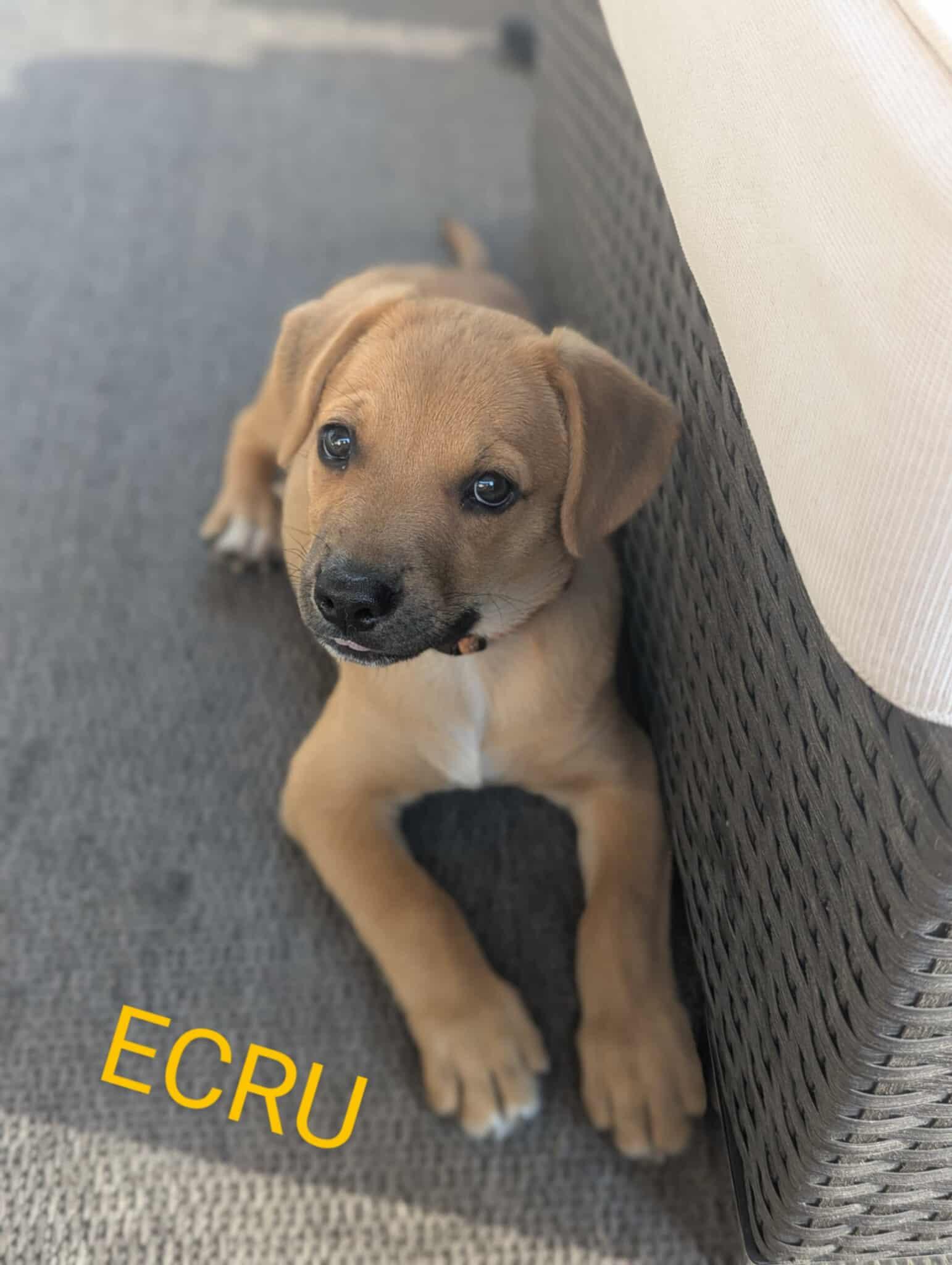 Ecru (20250611-02), an adoptable Labrador Retriever in Peterborough, ON, K9H 3R9 | Photo Image 2