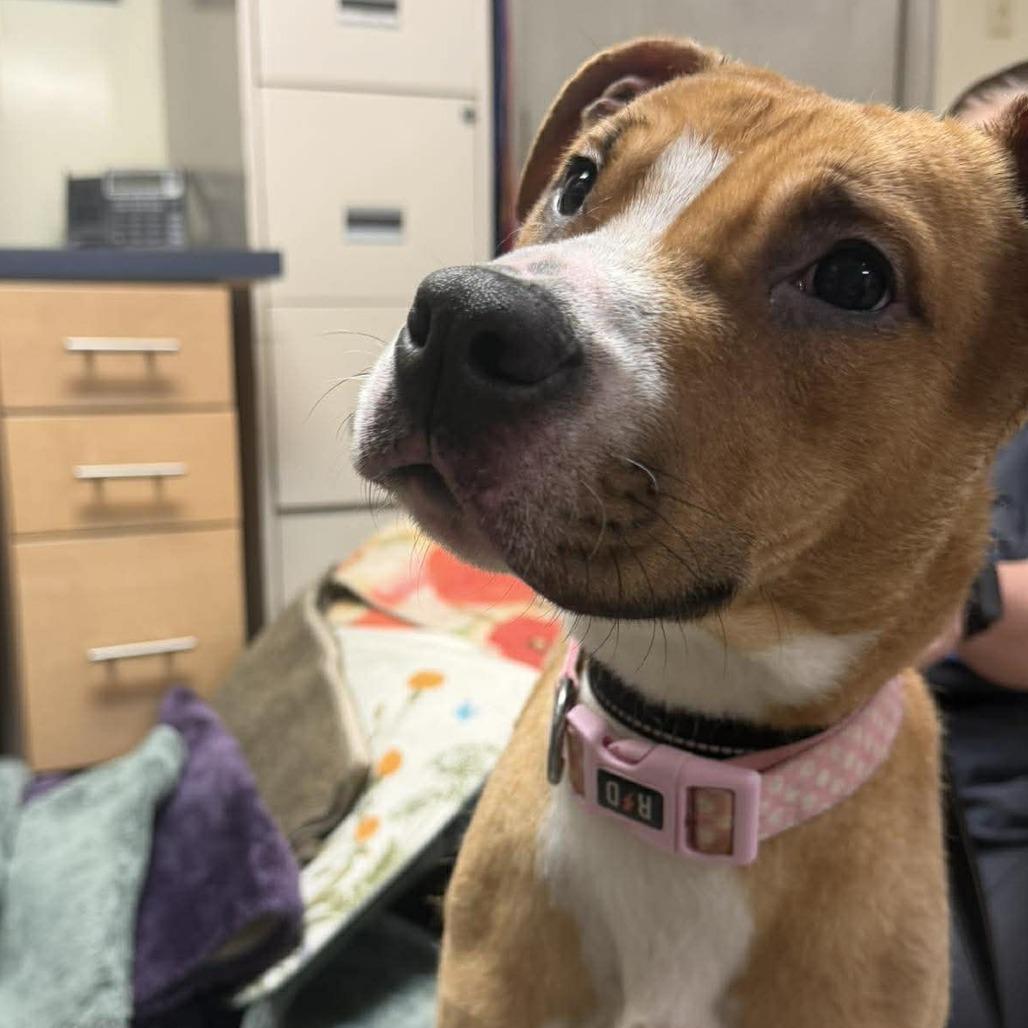 Enlarge Honey, a Adoptable mixed breed in Rocky Mount, VA image 1/1