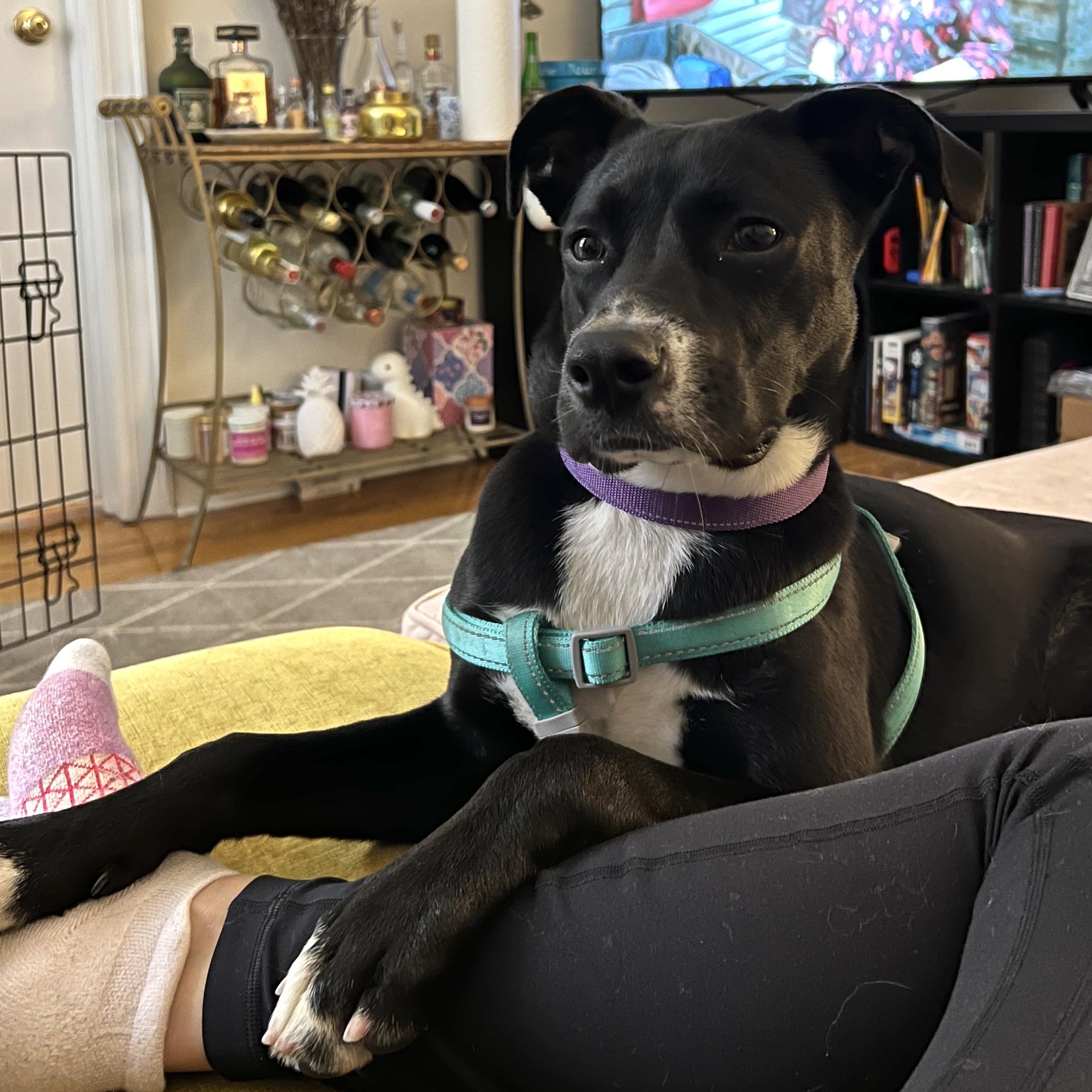 Minnie, Adoptable, Adult Female Black Labrador Retriever.