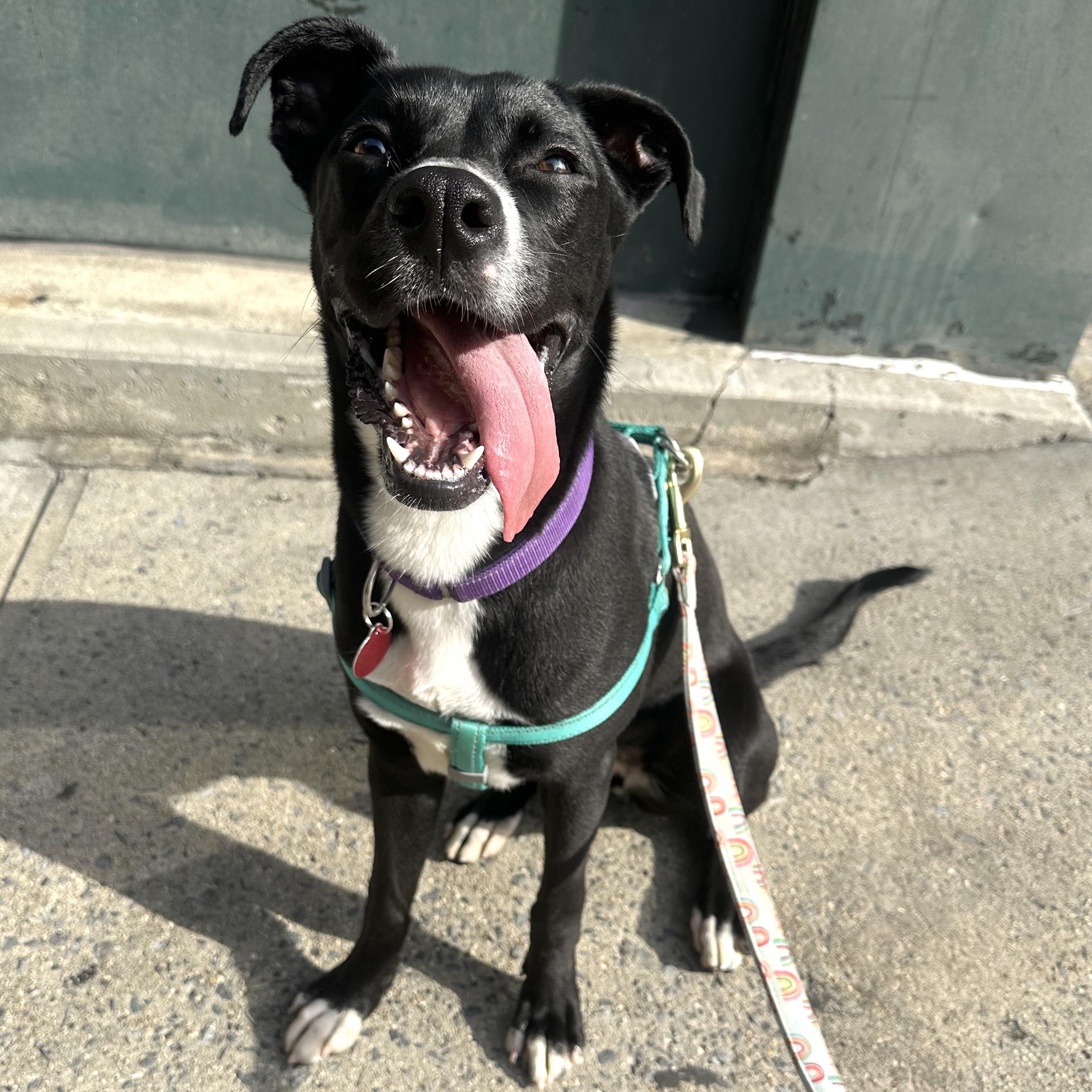 Enlarge Minnie, a Adoptable mixed breed in Brooklyn, NY image 2/5