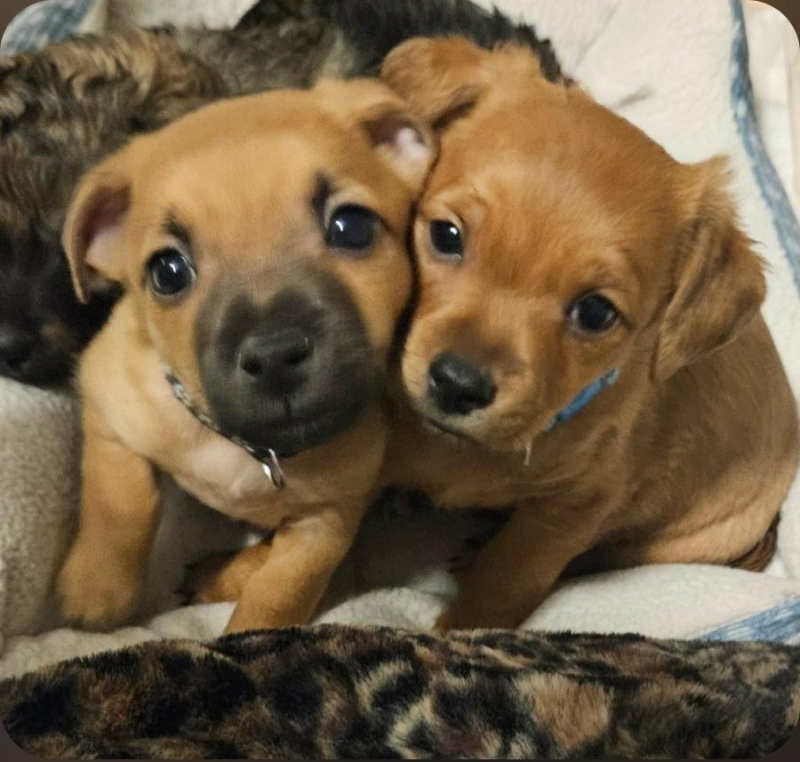 Enlarge Bear, an adopted mixed breed in Galt, CA image 4/5
