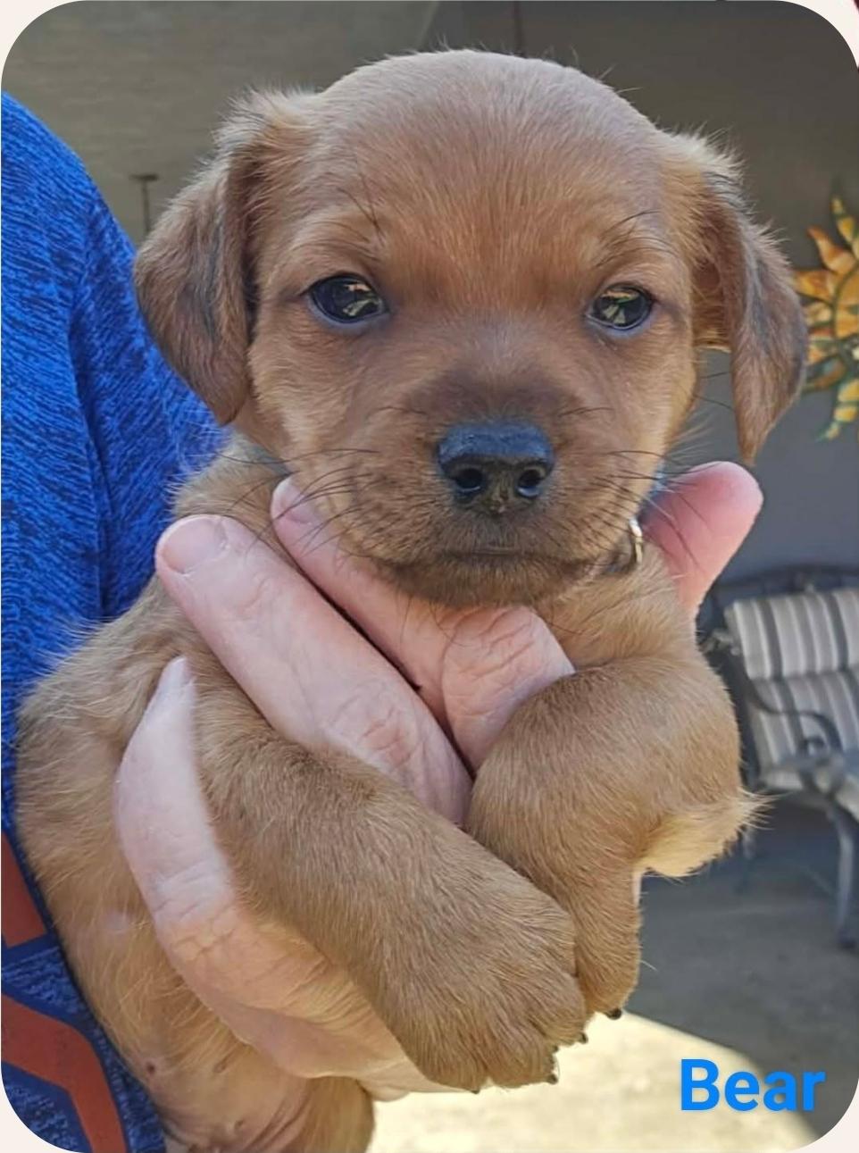 Enlarge Bear, an adopted mixed breed in Galt, CA image 1/5