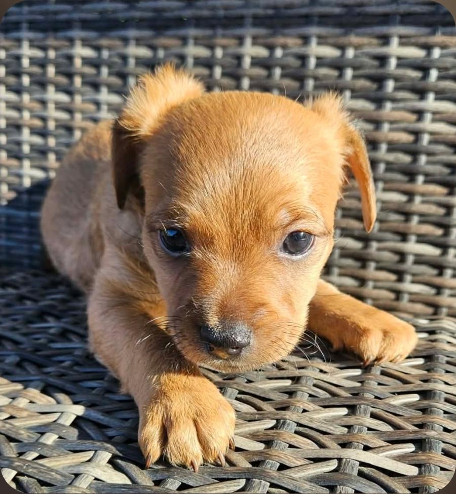 Enlarge Bear, an adopted mixed breed in Galt, CA image 5/5