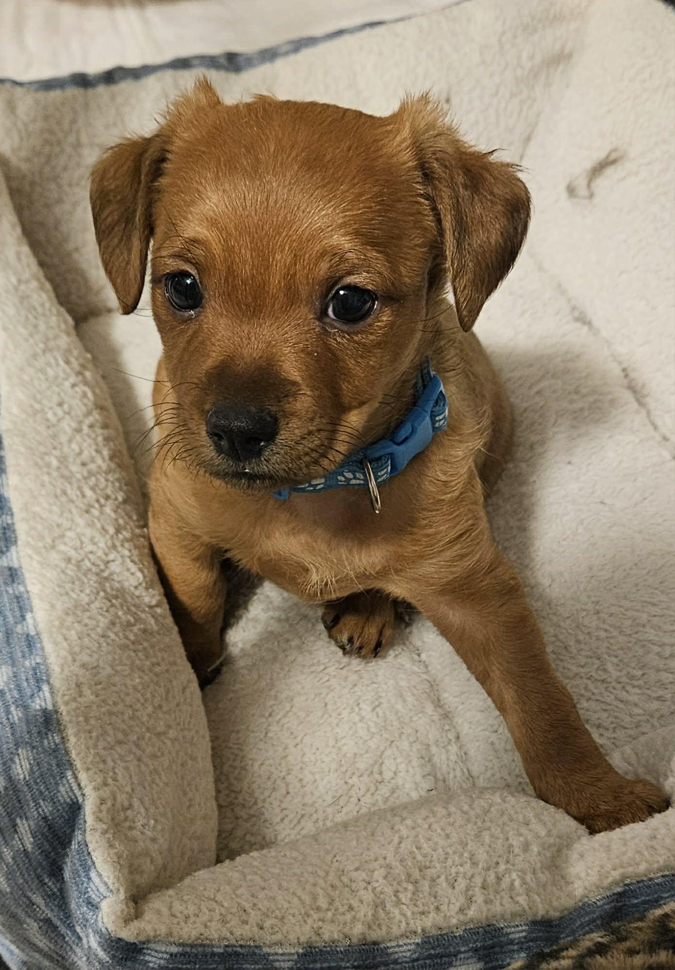 Enlarge Bear, an adopted mixed breed in Galt, CA image 2/5