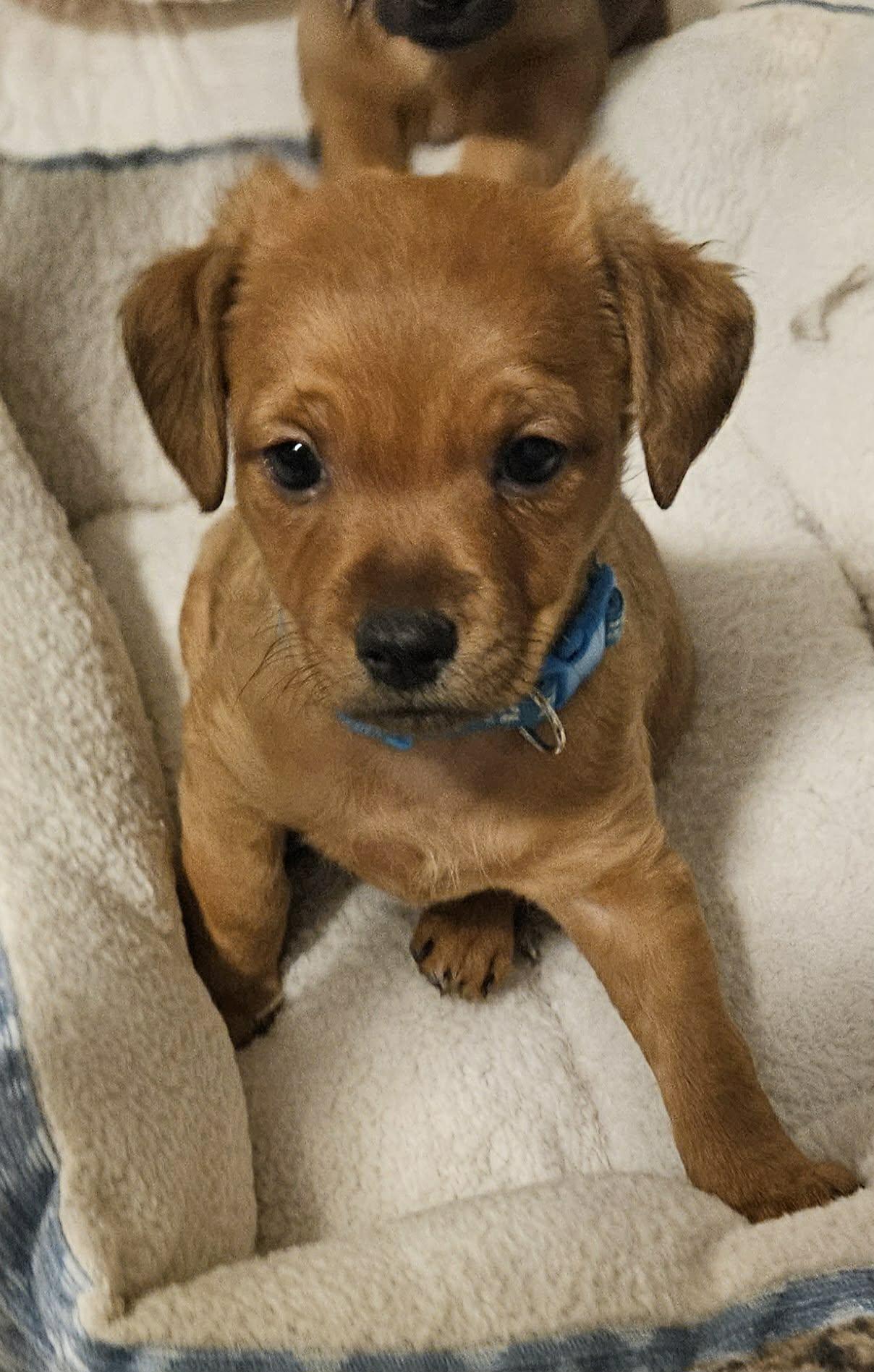 Enlarge Bear, an adopted mixed breed in Galt, CA image 3/5