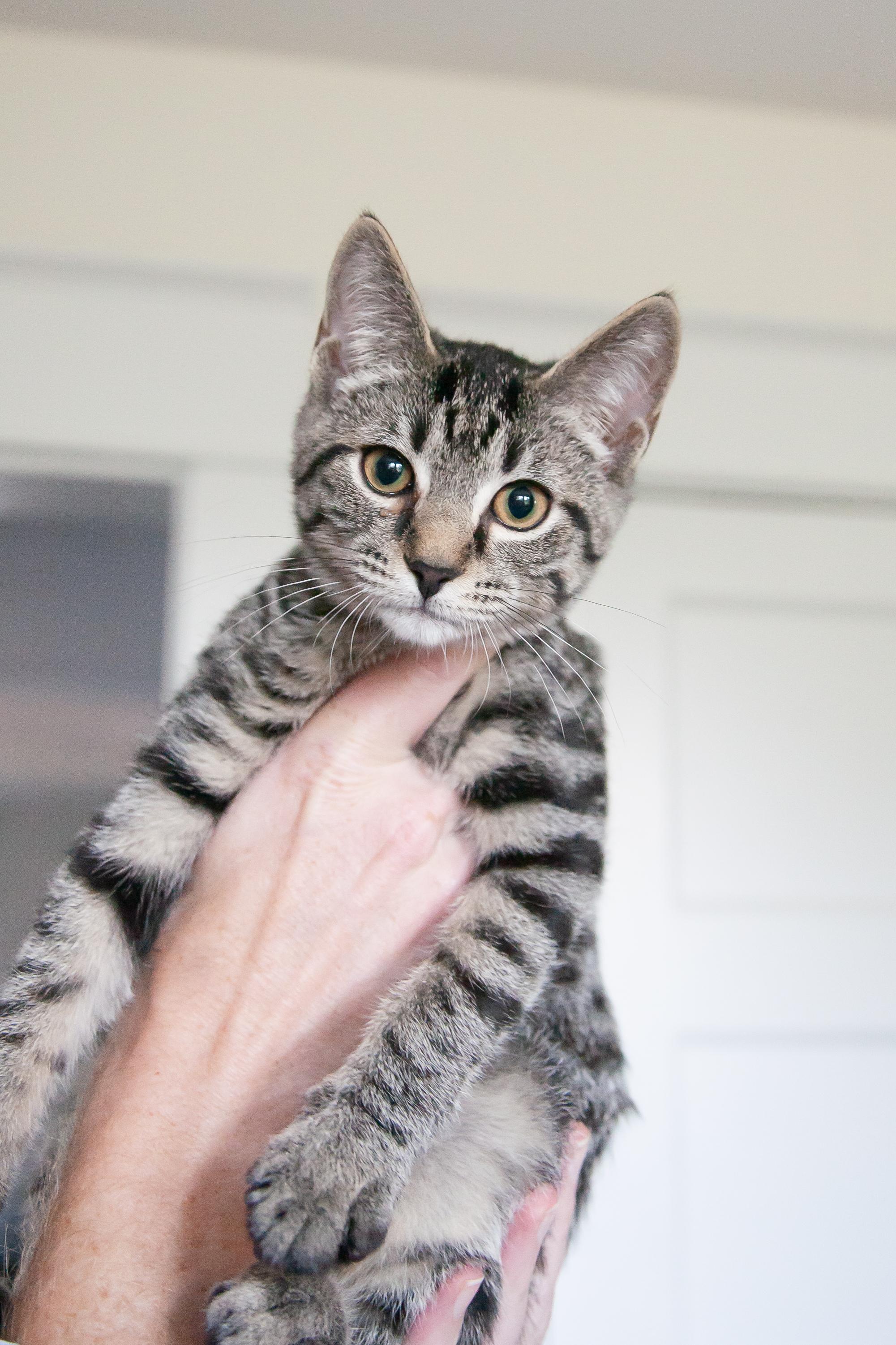Benito, ADOPTABLE, Young Male Domestic Short Hair.