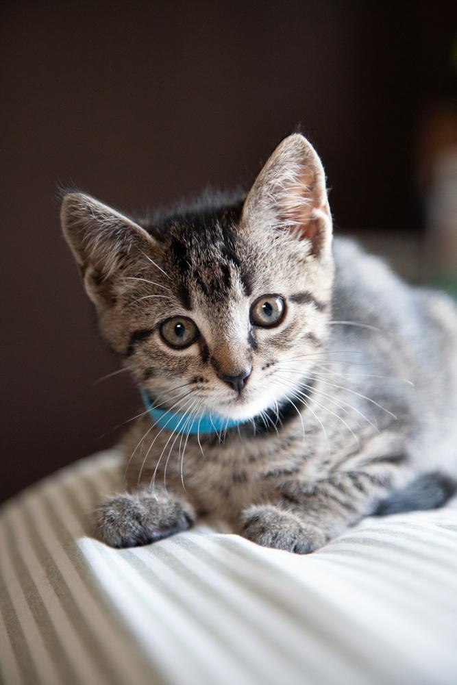 Enlarge Benito, a ADOPTABLE Domestic Short Hair in Franklin, TN image 4/6
