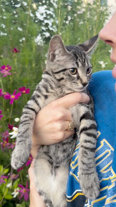 Enlarge Benito, a ADOPTABLE Domestic Short Hair in Franklin, TN video 6/6