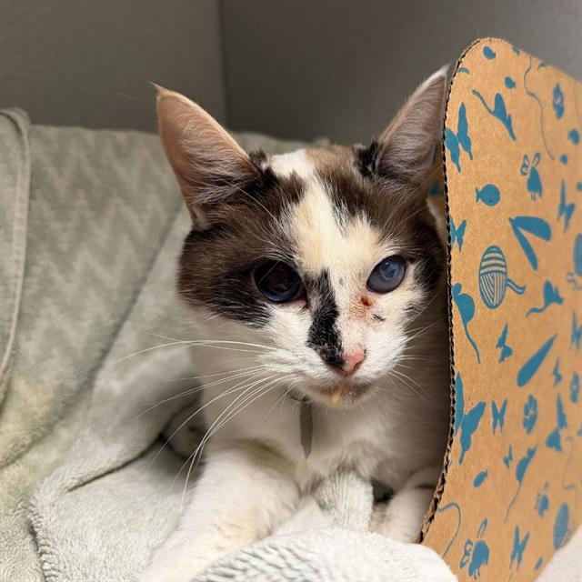 Enlarge ALVIDA, a Adoptable Domestic Short Hair in Aurora, CO image 1/1