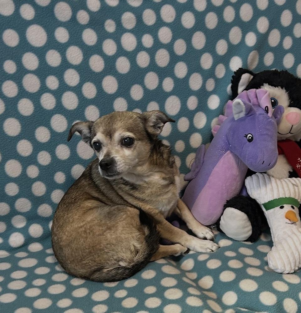 Puddles, Adoptable, Senior Female Chihuahua.