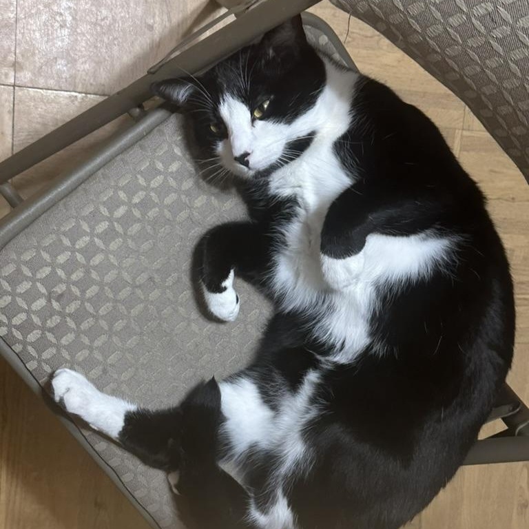 Tux, Adult Male Tuxedo