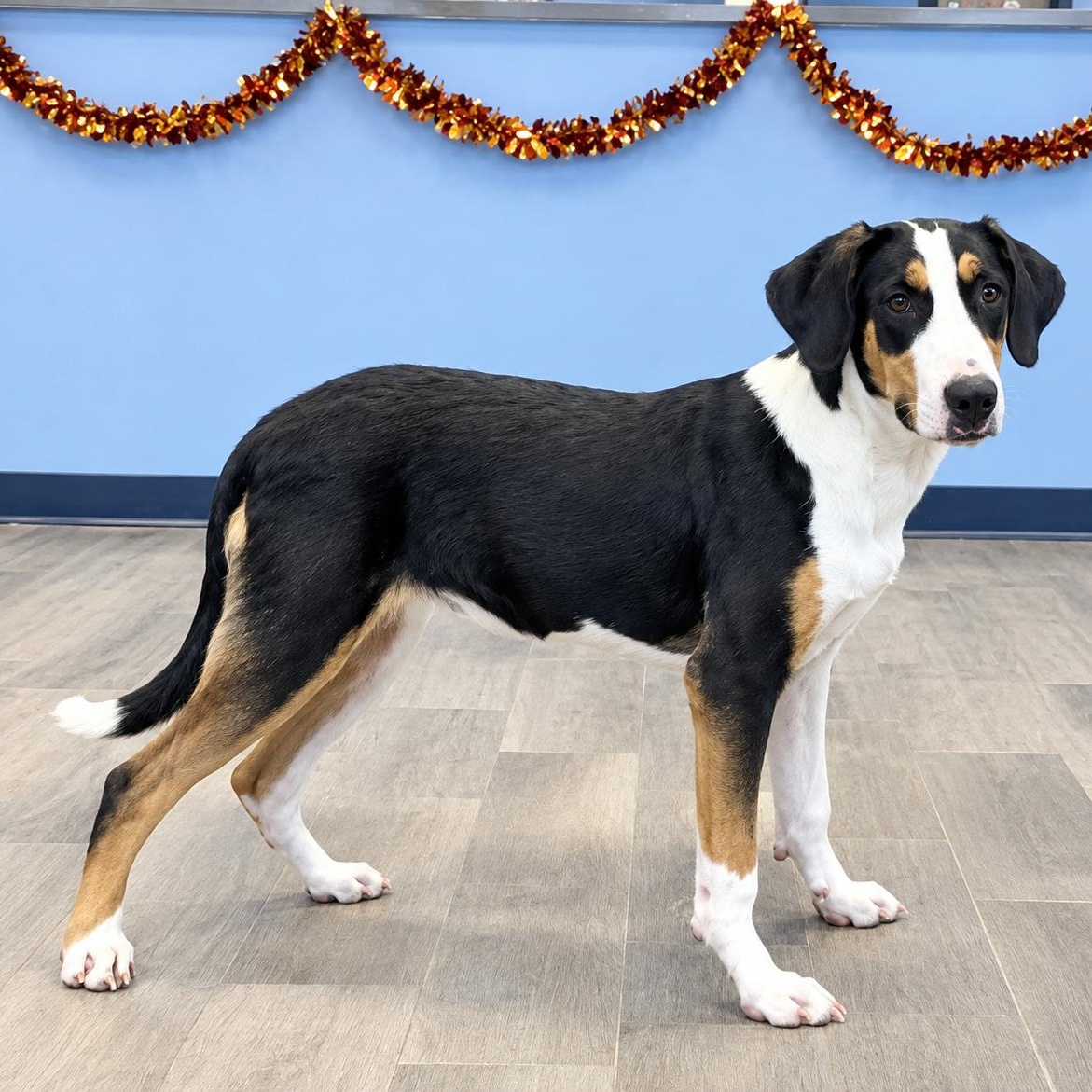 Enlarge Sprinkles, a Adoptable mixed breed in Nevada, MO image 1/1