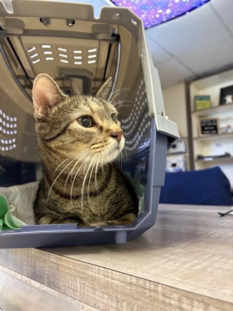Enlarge PRETTY PIPER, a Adoptable Domestic Short Hair in Sugar Land, TX image 1/1