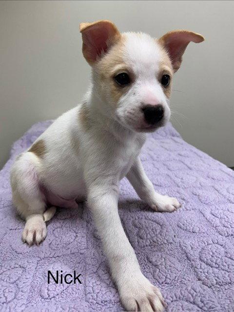 Enlarge Nick, a Adoptable mixed breed in Lancaster, PA image 1/1