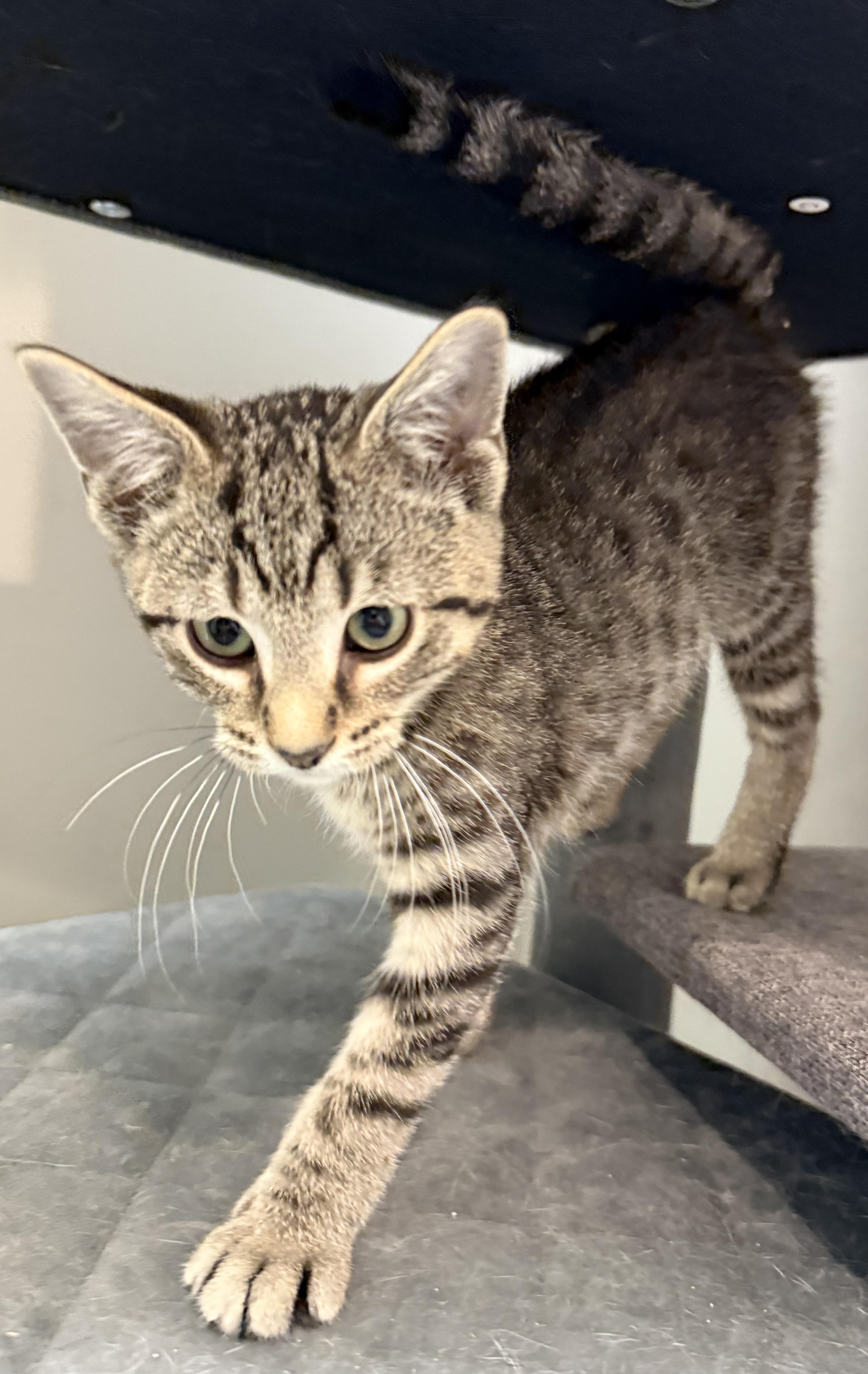 Monkey D Luffy, Adoptable, Kitten Male Domestic Short Hair.