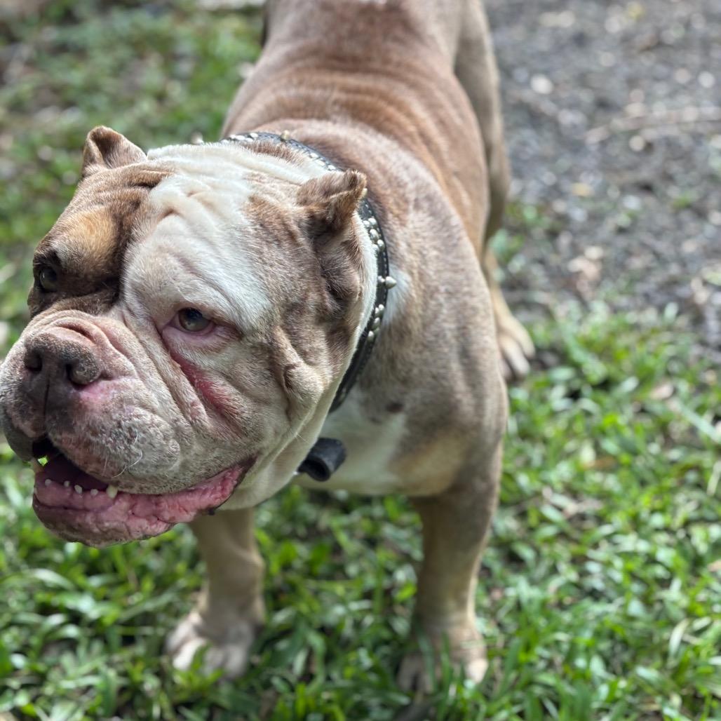Master Piece, Adoptable, Senior Male English Bulldog.