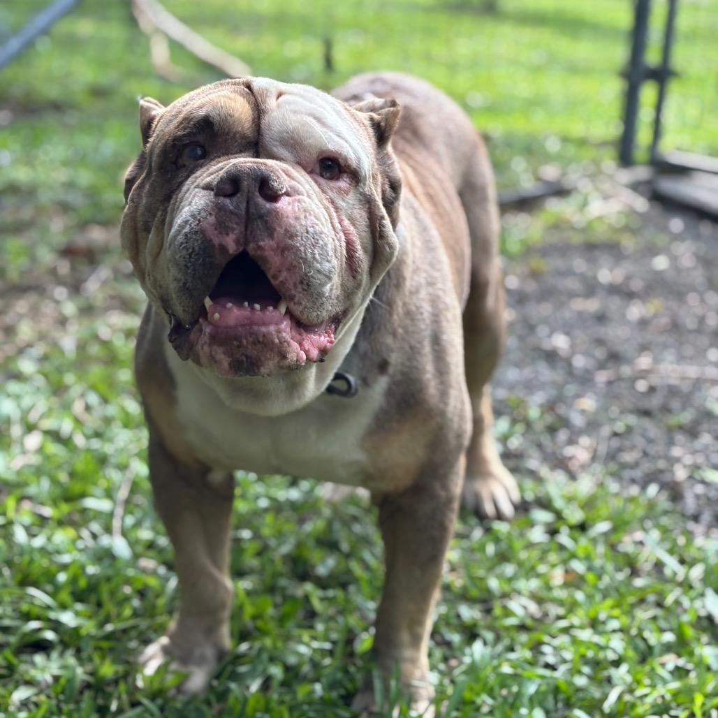 Enlarge Master Piece, a Adoptable English Bulldog in Keaau, HI image 2/5