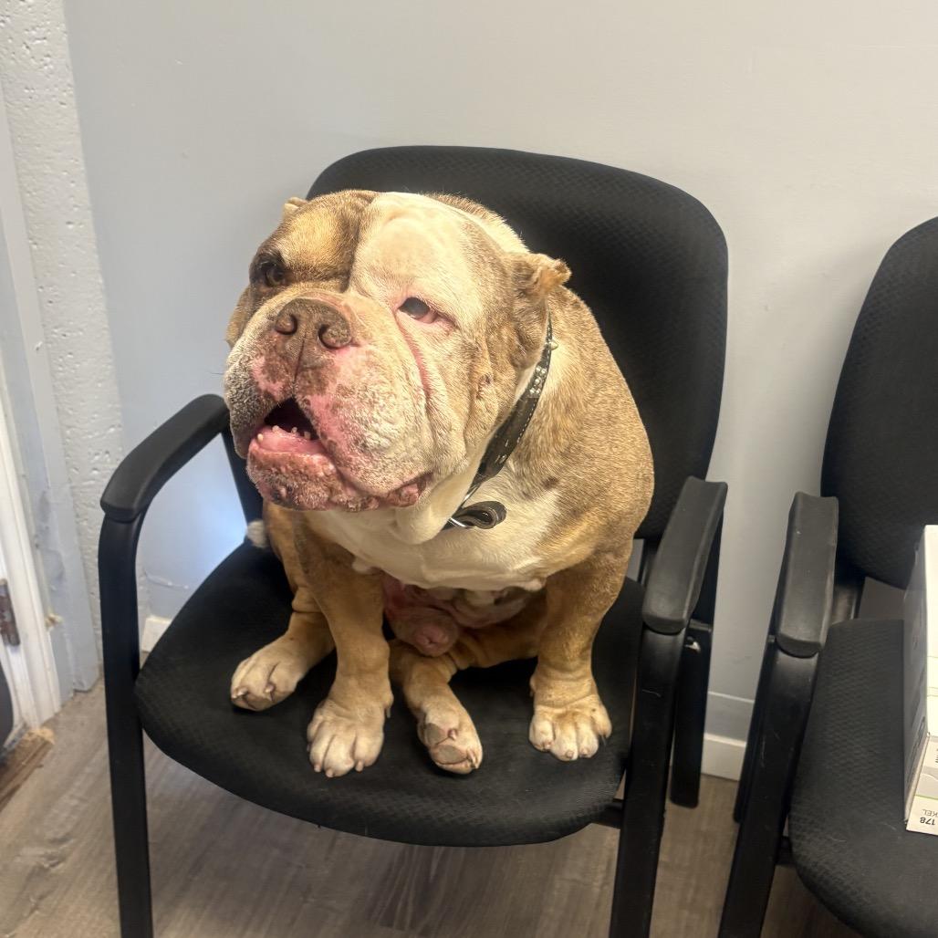 Enlarge Master Piece, a Adoptable English Bulldog in Keaau, HI image 3/5