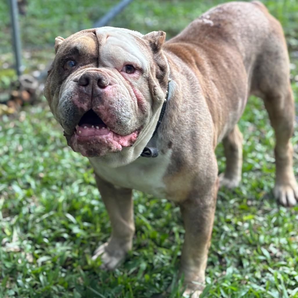 Enlarge Master Piece, a Adoptable English Bulldog in Keaau, HI image 4/5