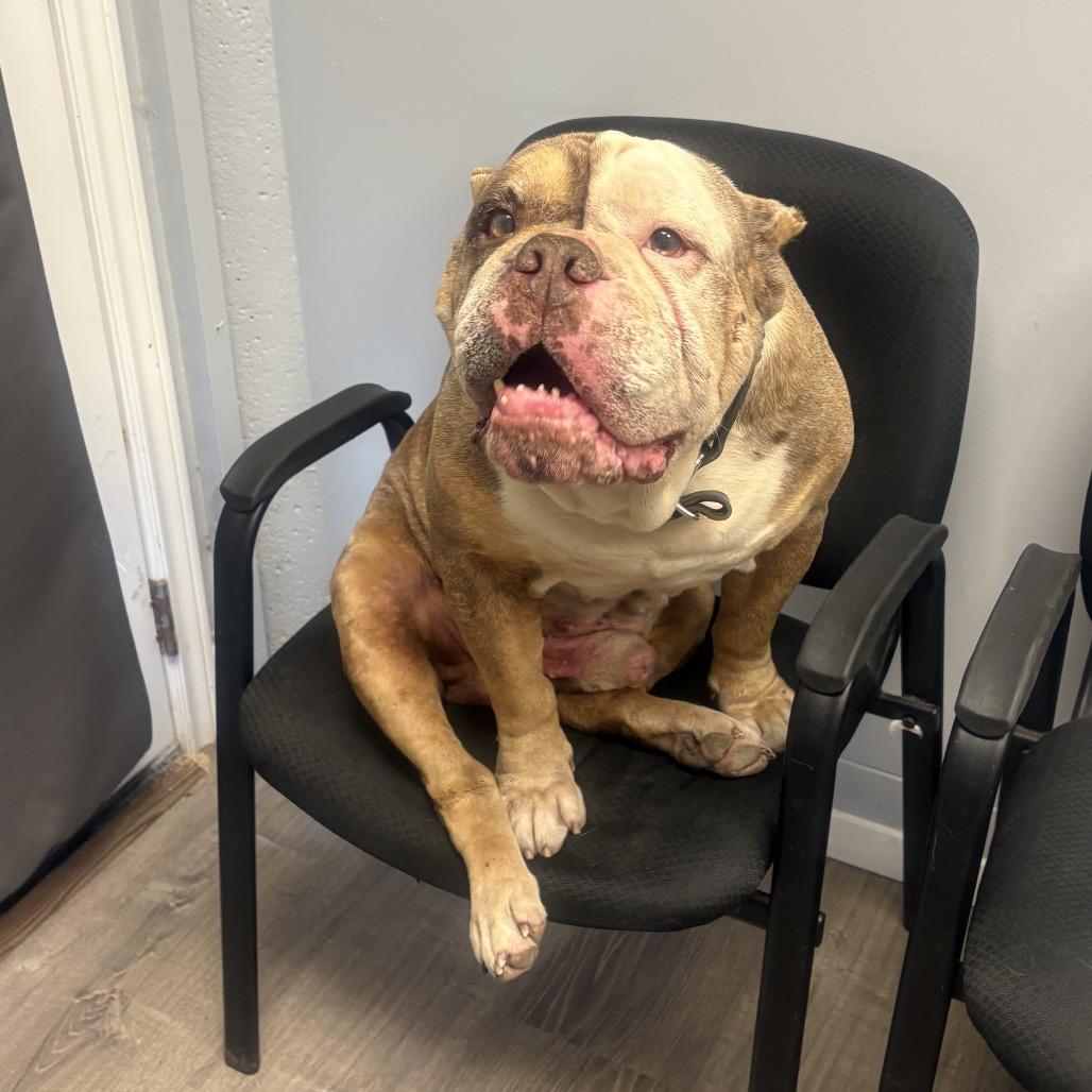 Enlarge Master Piece, a Adoptable English Bulldog in Keaau, HI image 5/5