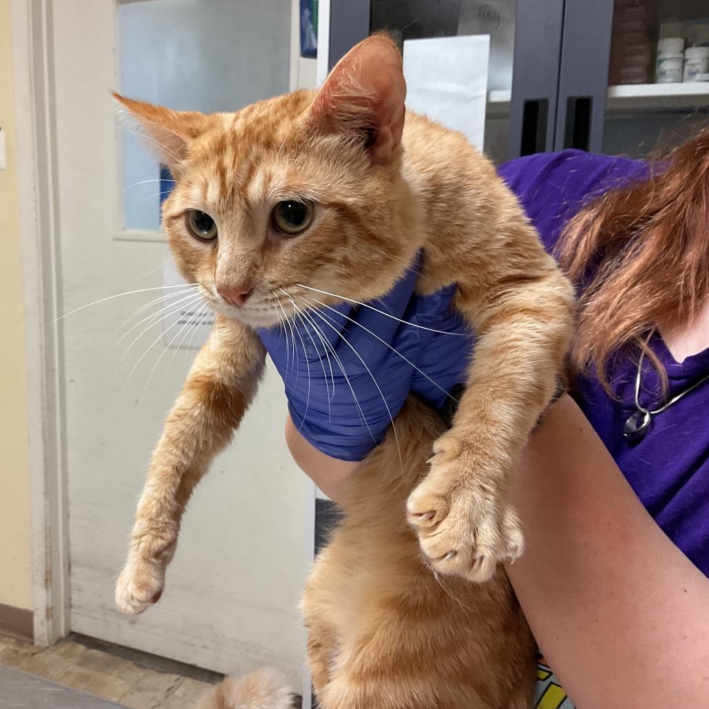 Big Mac, Adoptable, Young Male Domestic Short Hair & Domestic Short Hair.