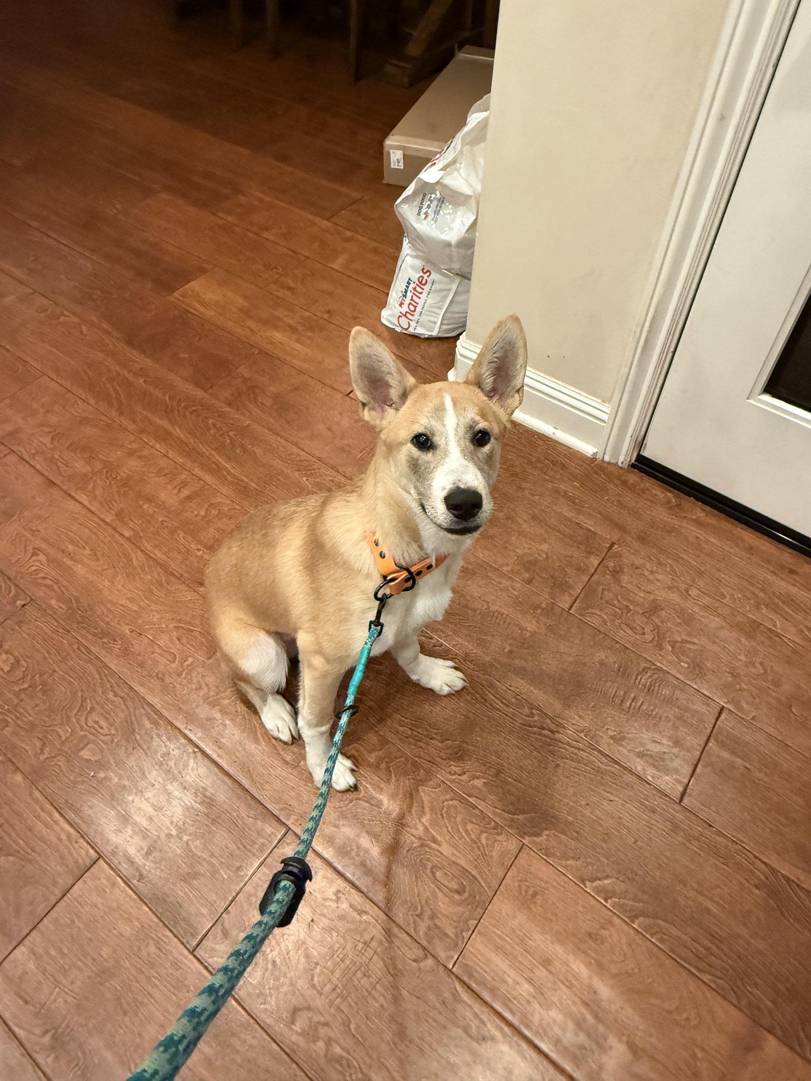 Kipper, Adoptable, Young Male Cattle Dog.