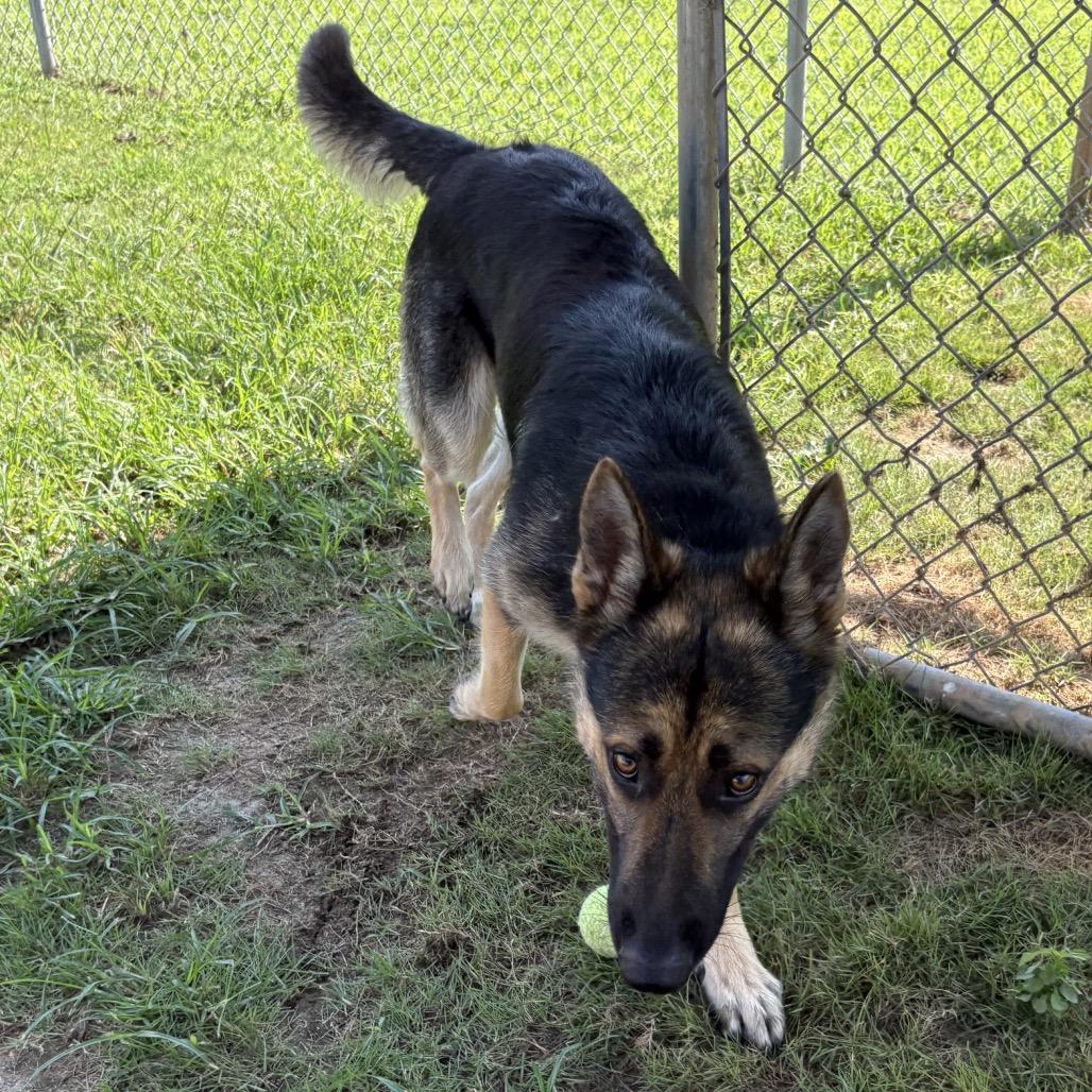 Pongo, Adoptable, Adult Male German Shepherd Dog.